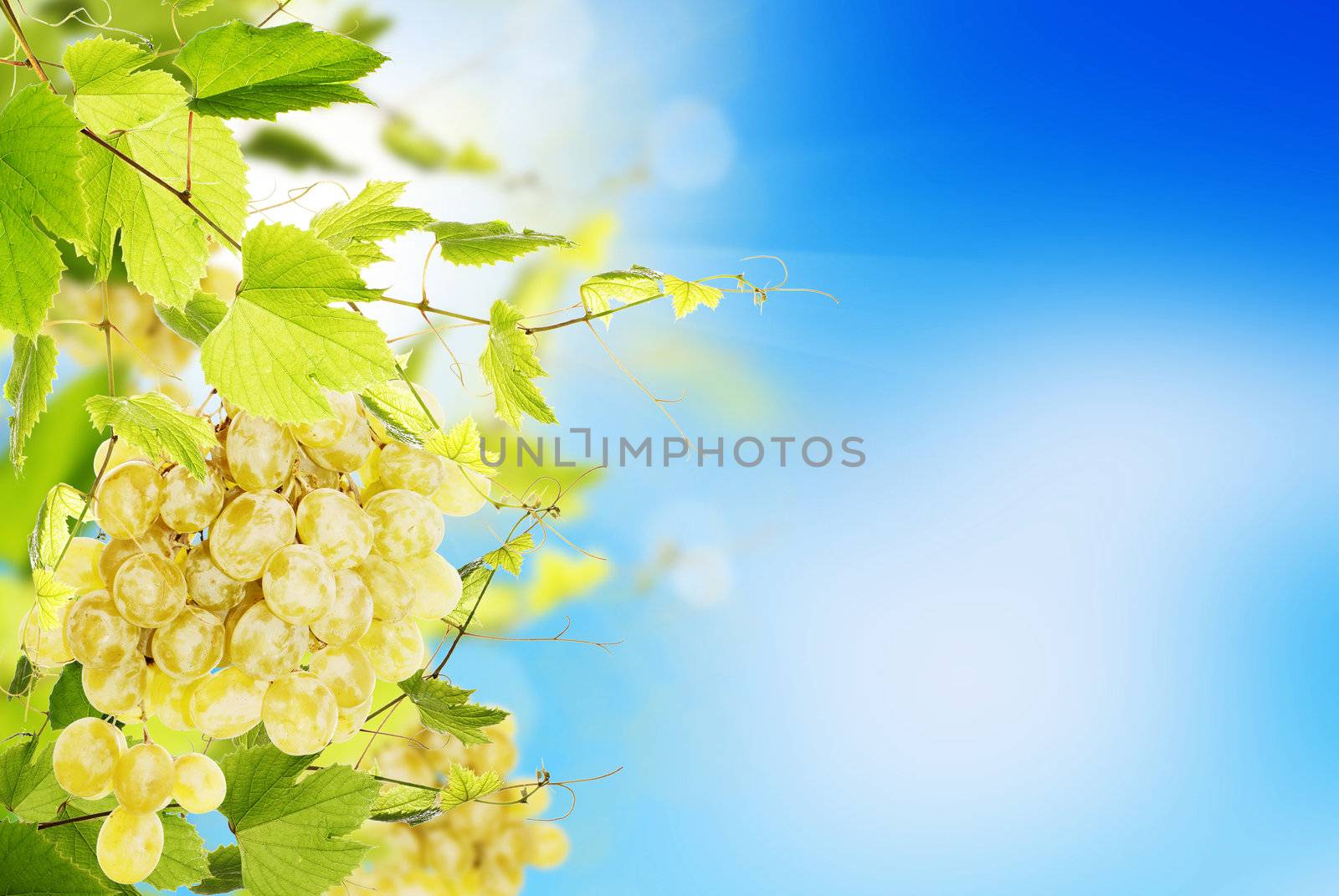 Bunch of green grapes on a blue beautiful   sky