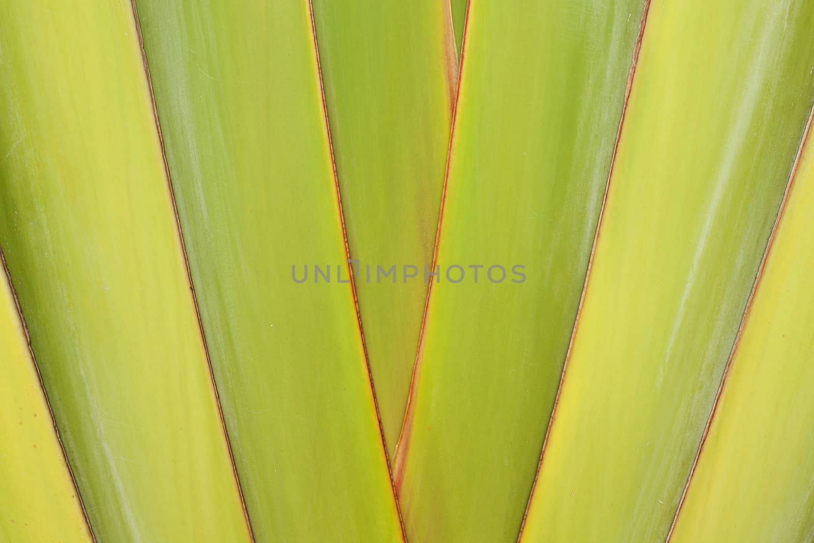 Detail of Traveller's Palm
