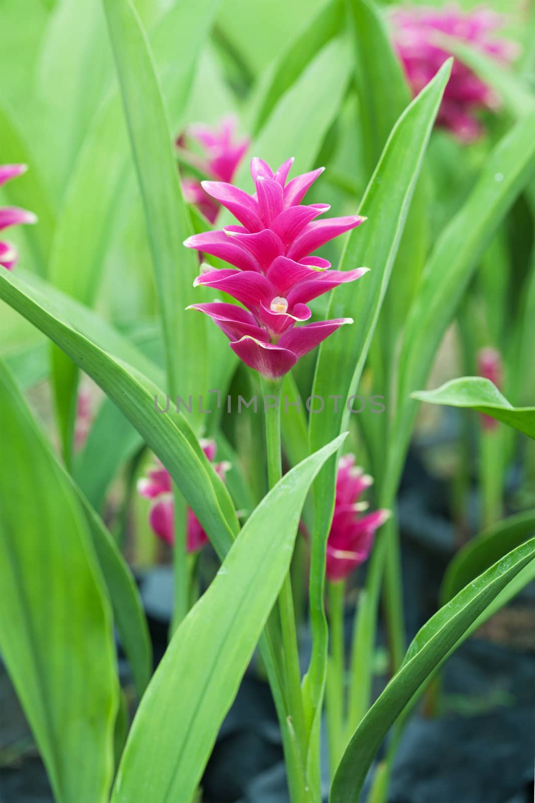 Siam tulip flower