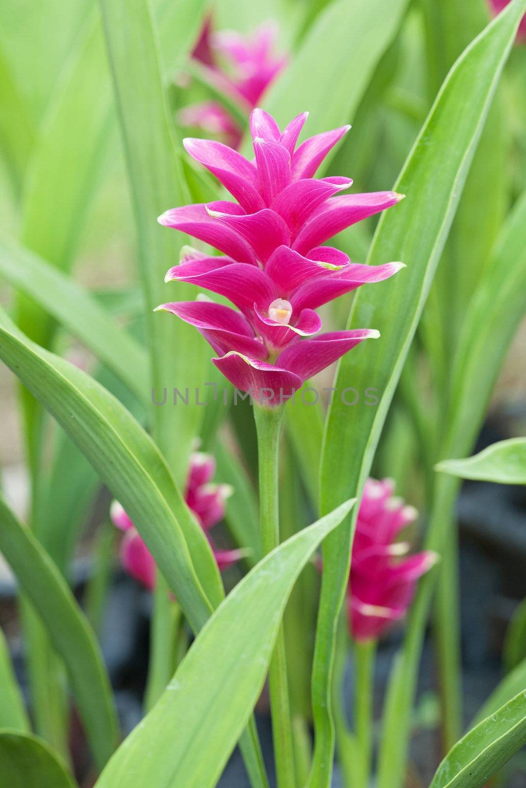 Siam tulip flower