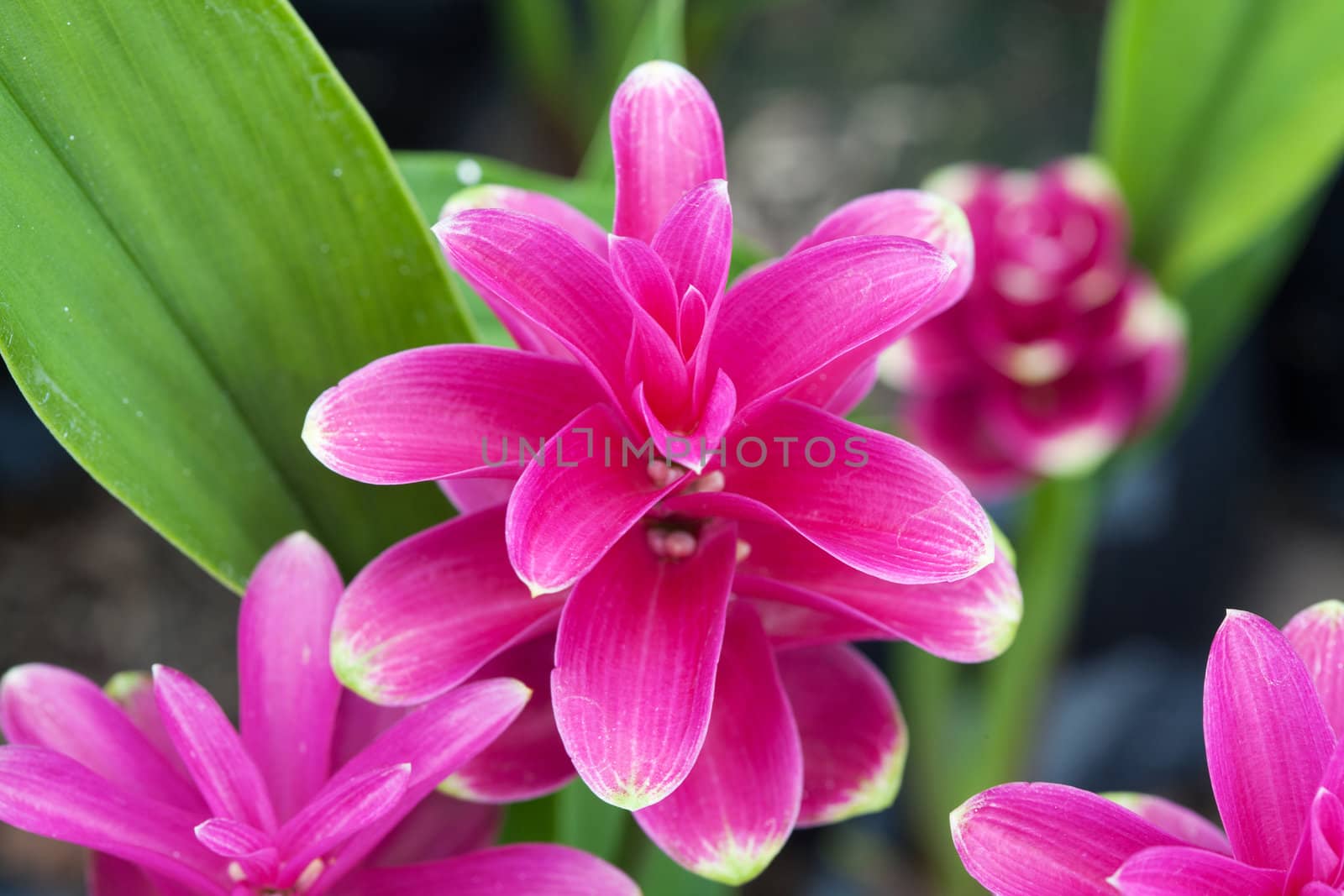 Siam tulip flower