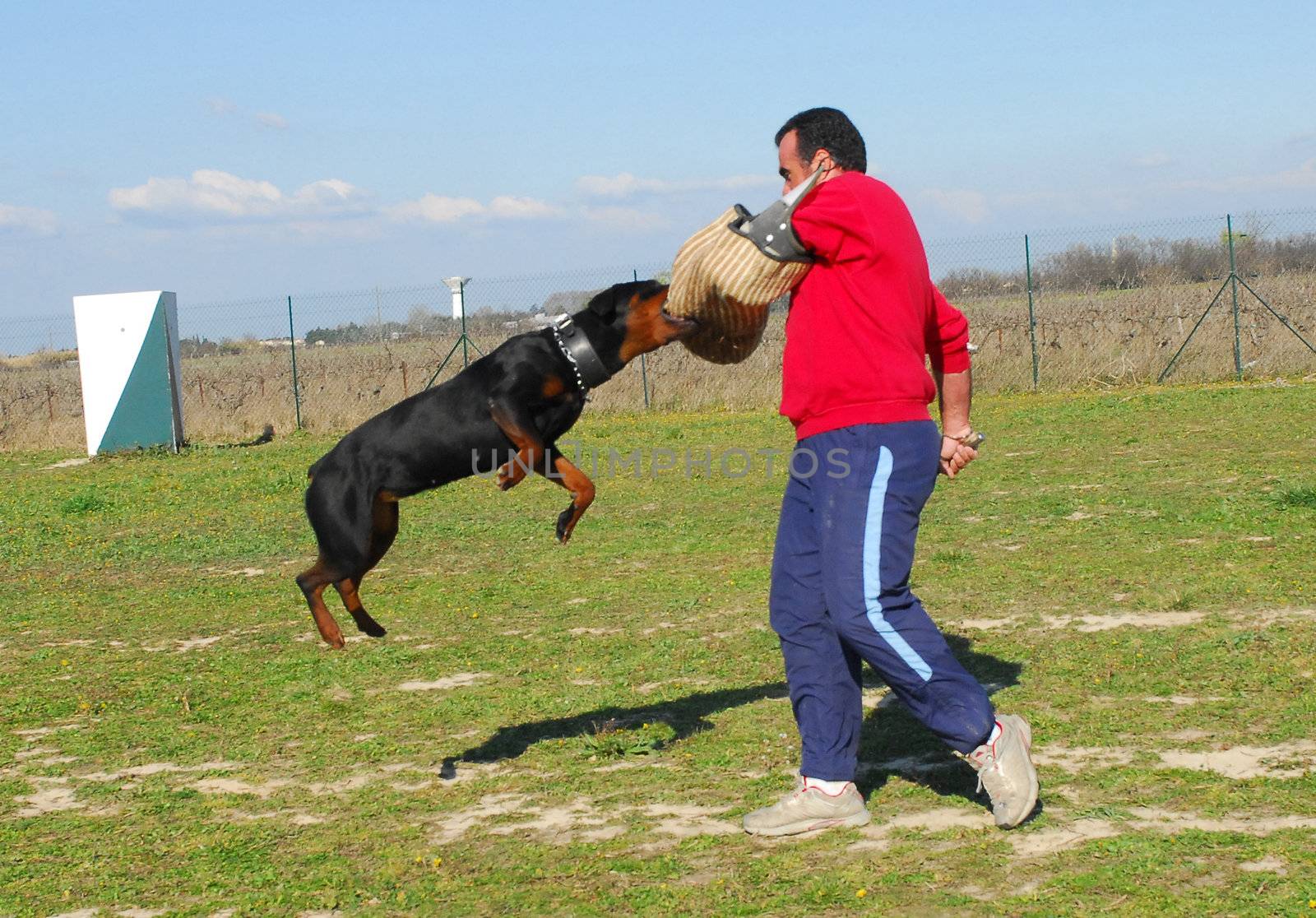 training in attack for a beautiful purebred rottweiler