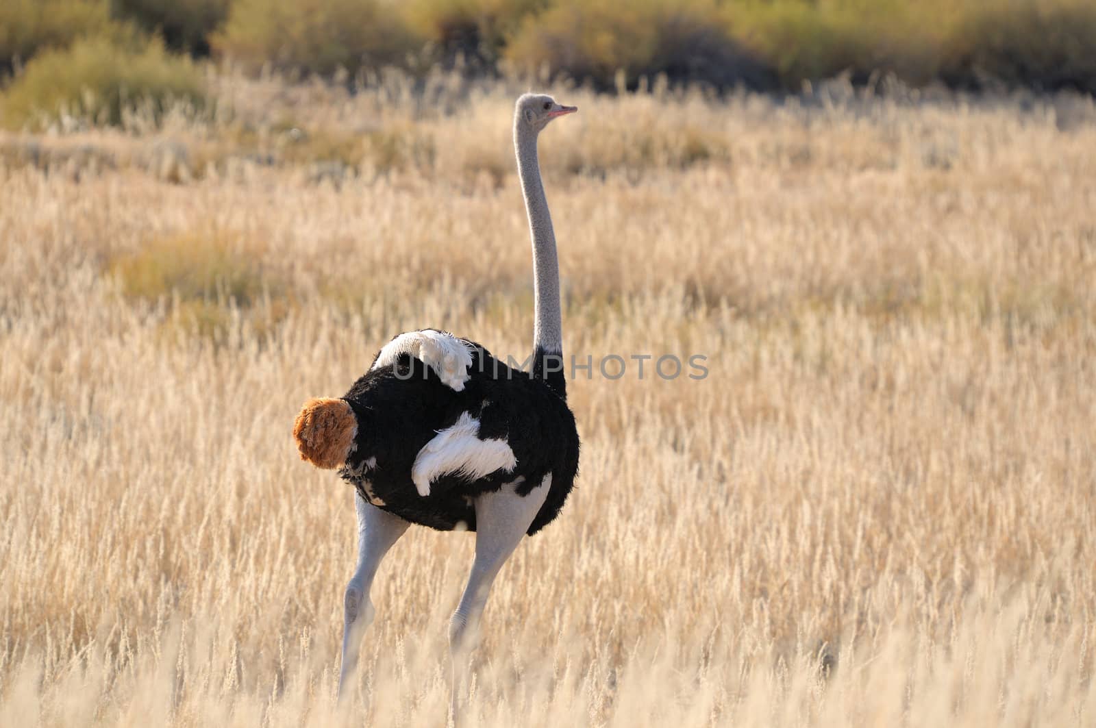 A male Ostrich in the Kgalagadi Transfrontier Park, South Africa