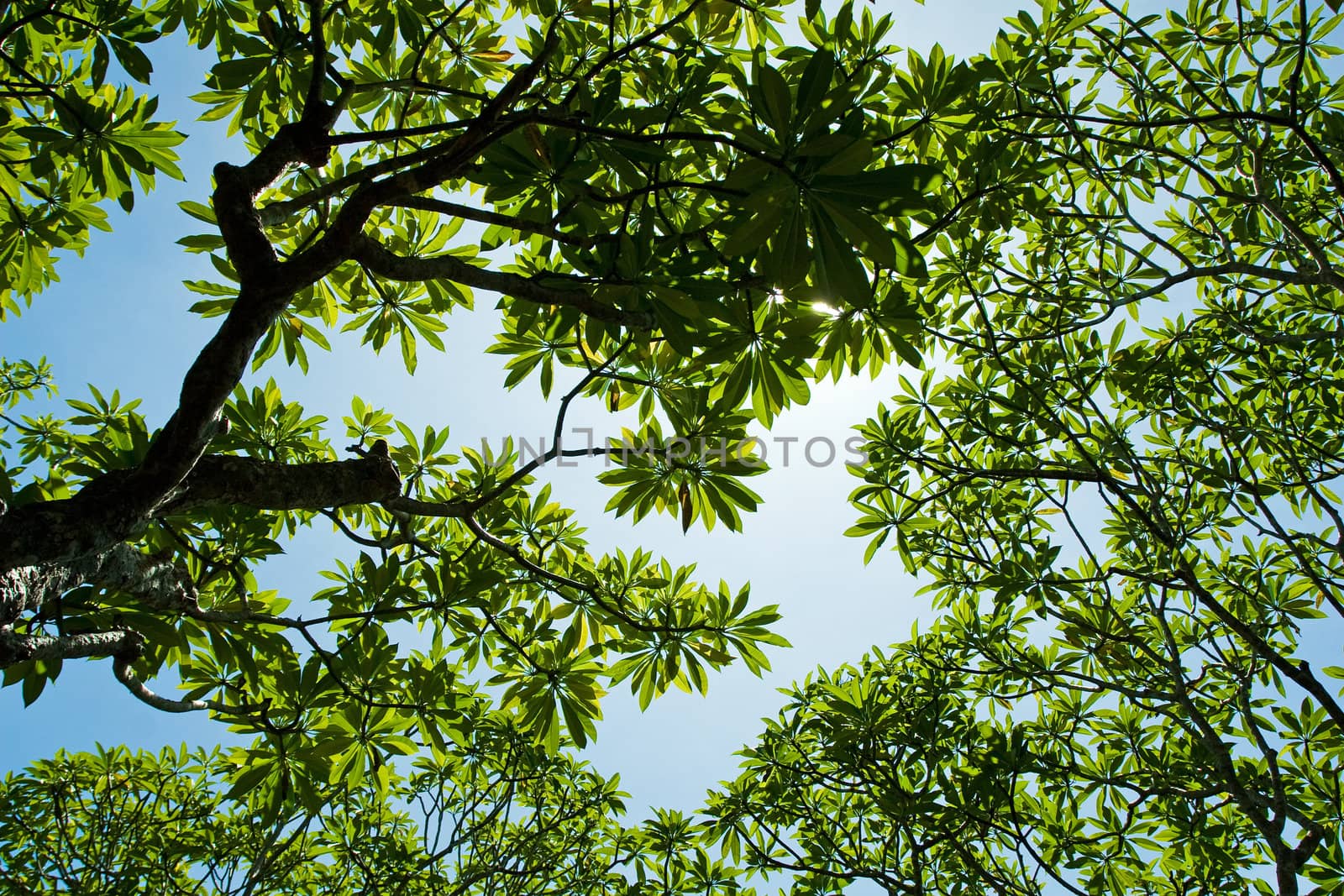 Tree branches