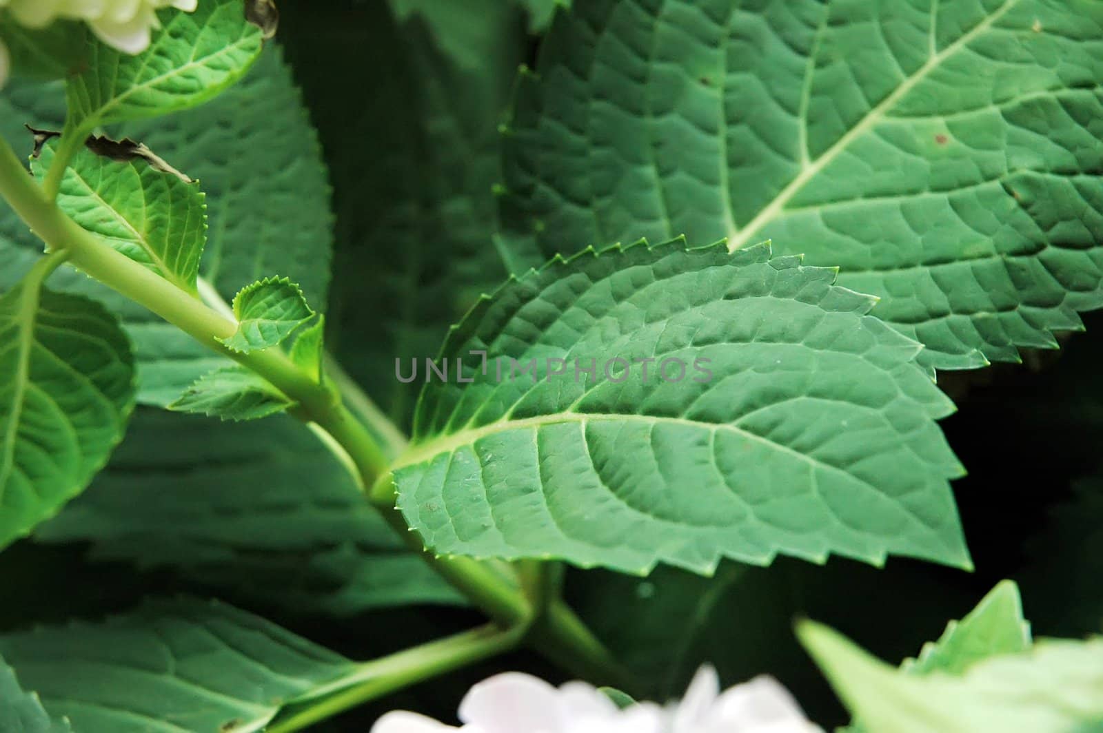 green leaves