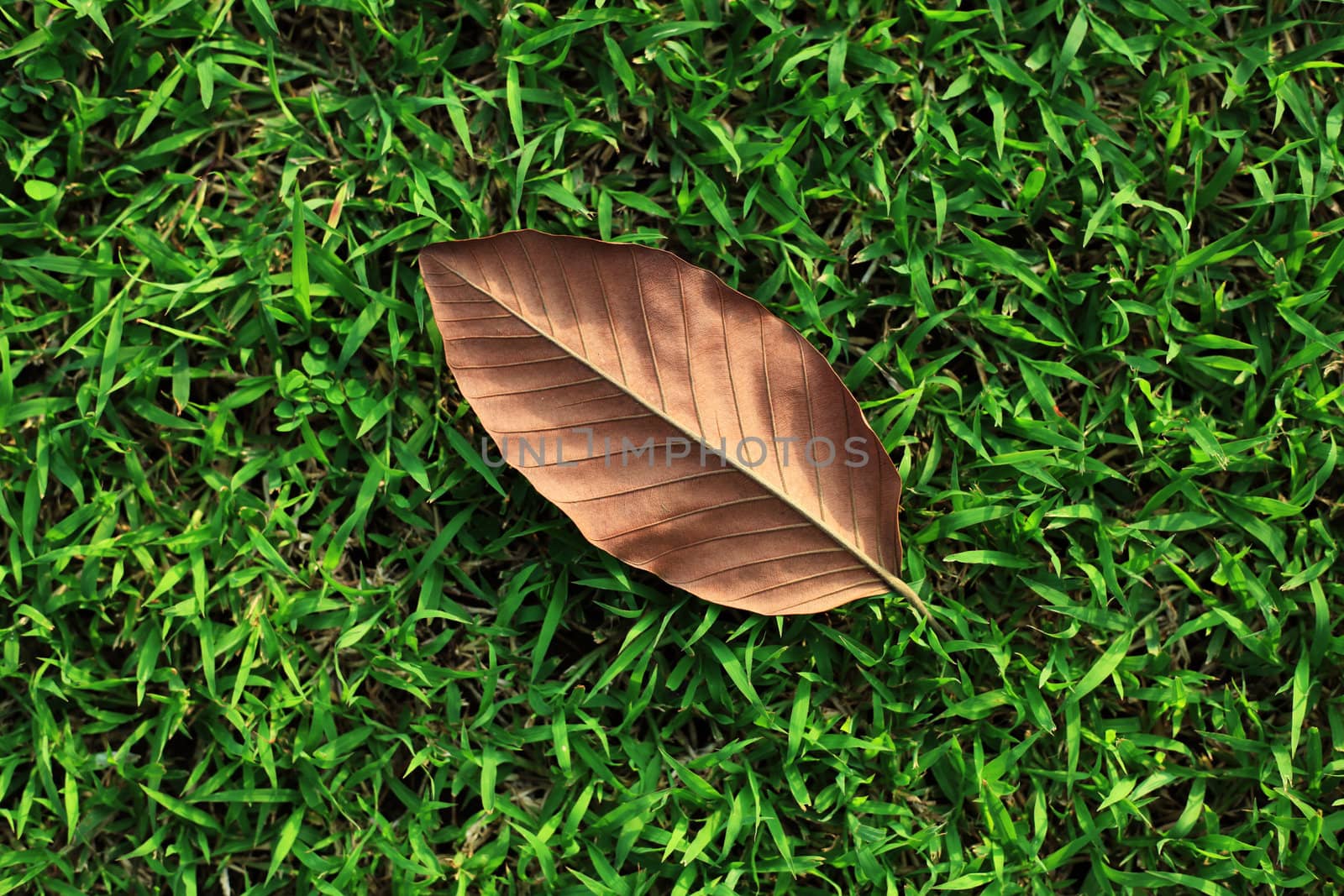 Single Leaf on Green Grass