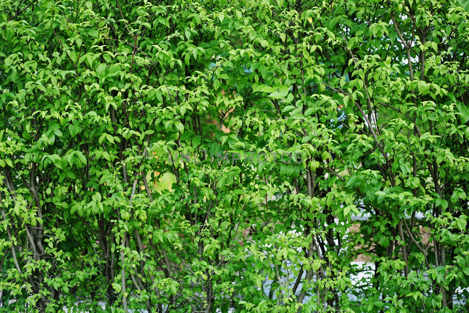 Green Leafs for Background
