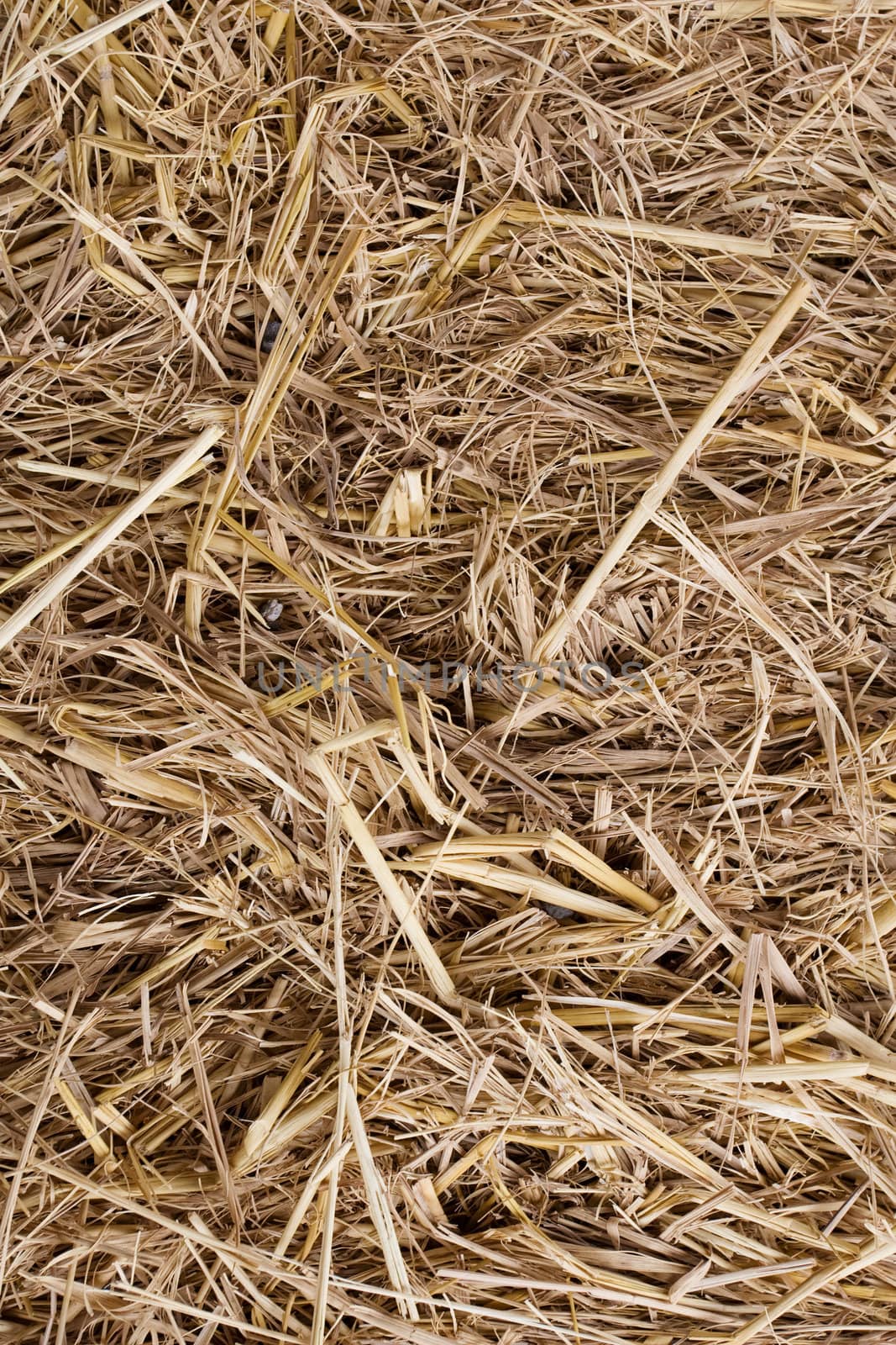 Hay seamless background