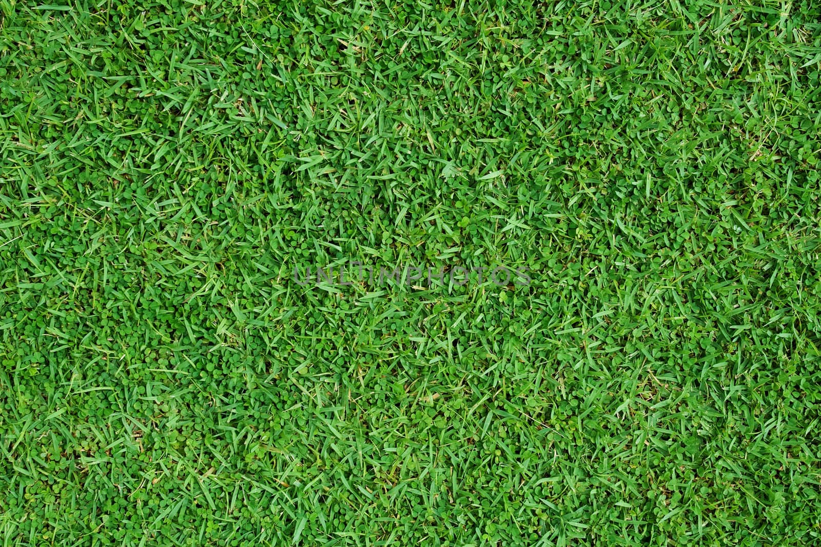 Green Grass
