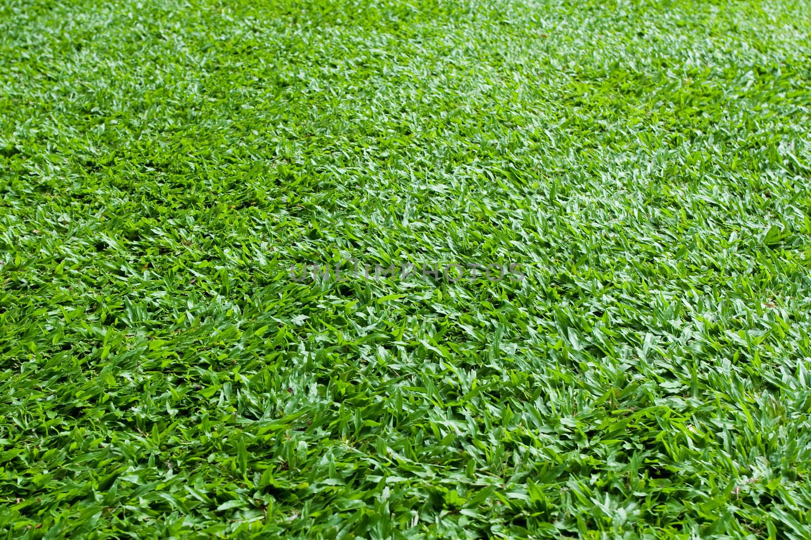 Green Grass