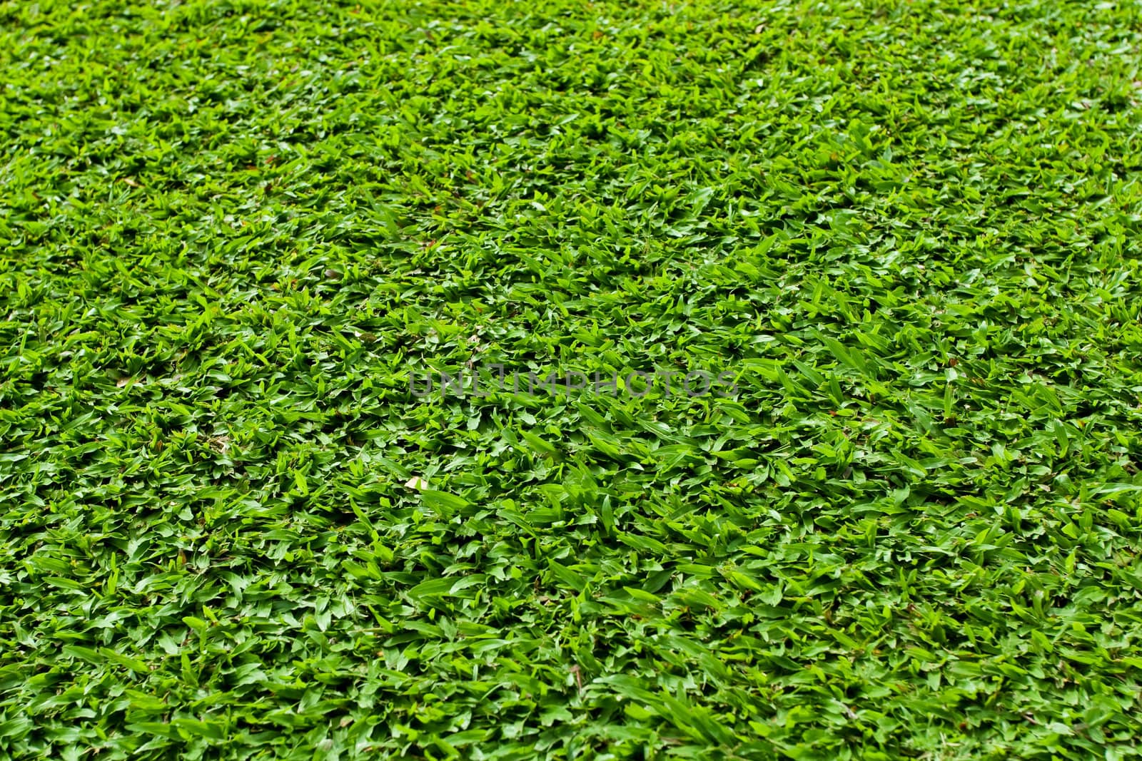 Green Grass