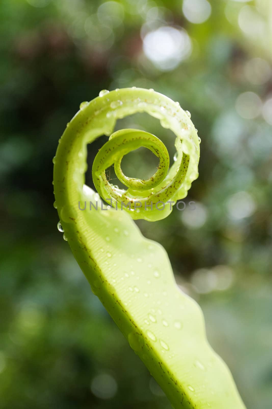 Unfurling Fern Tip
