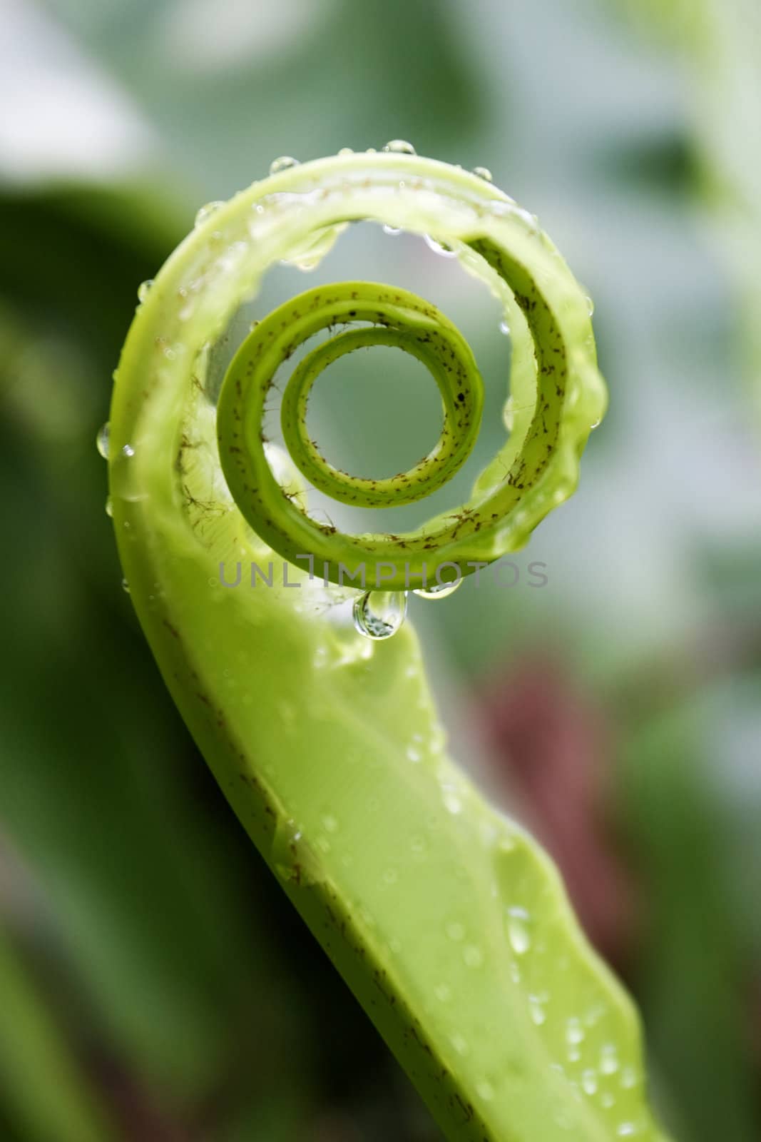 Unfurling Fern Tip