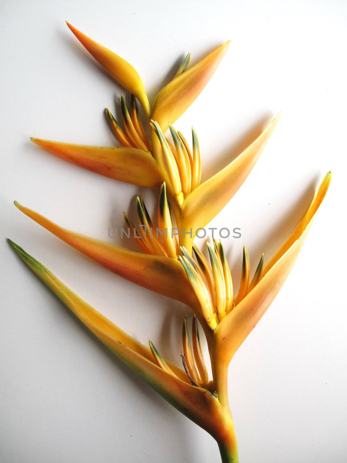 Yellow Bird of Paradise