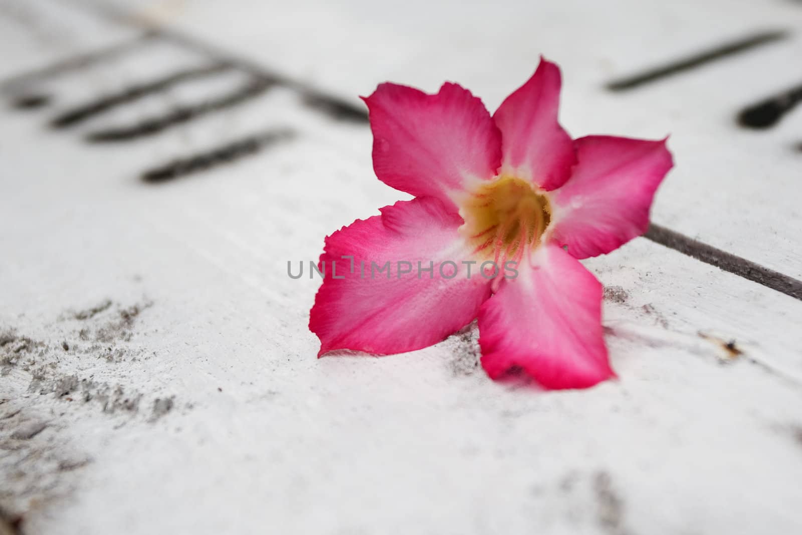 Pink Flower on Wood