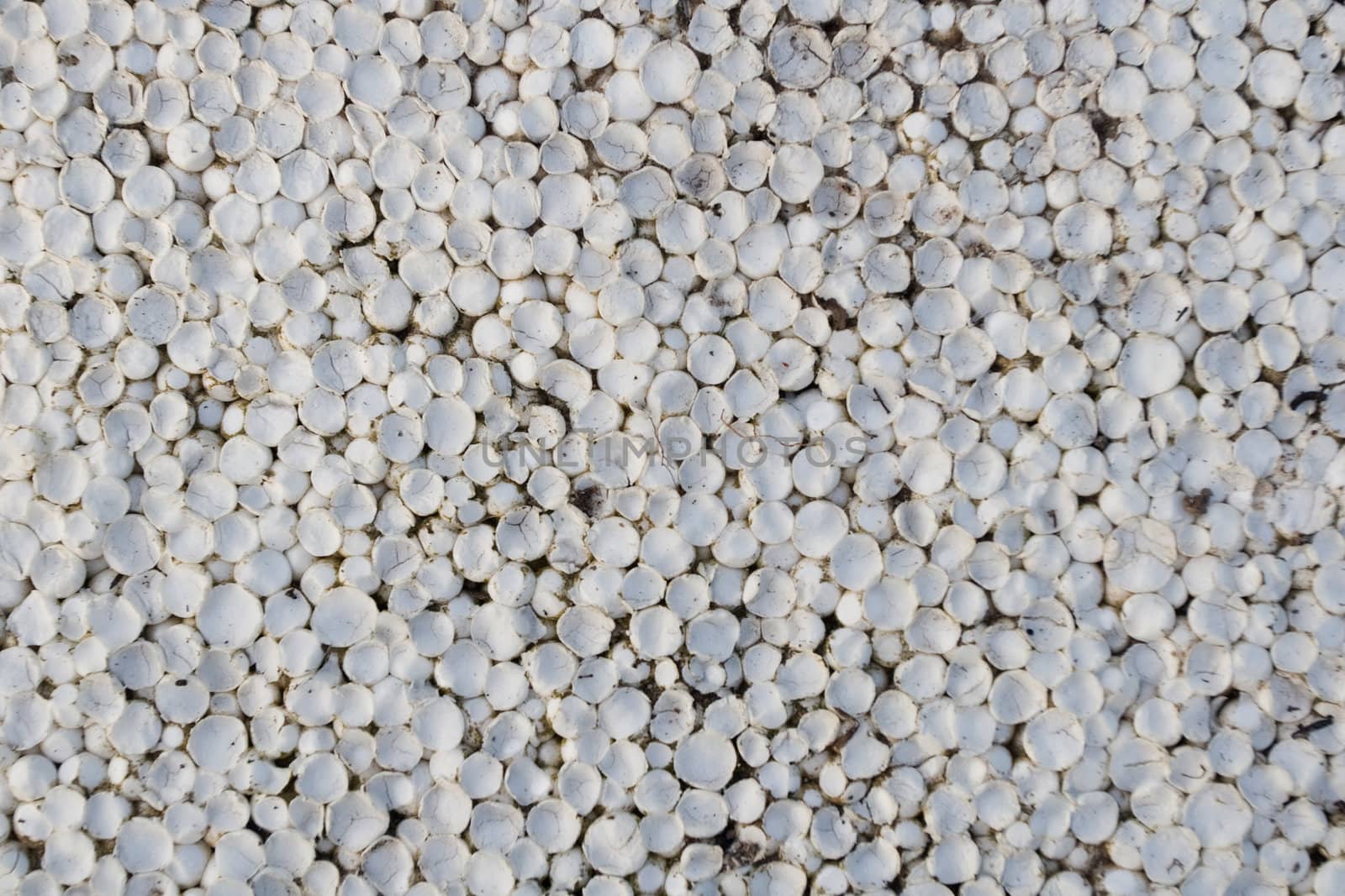 Old styrofoam plate