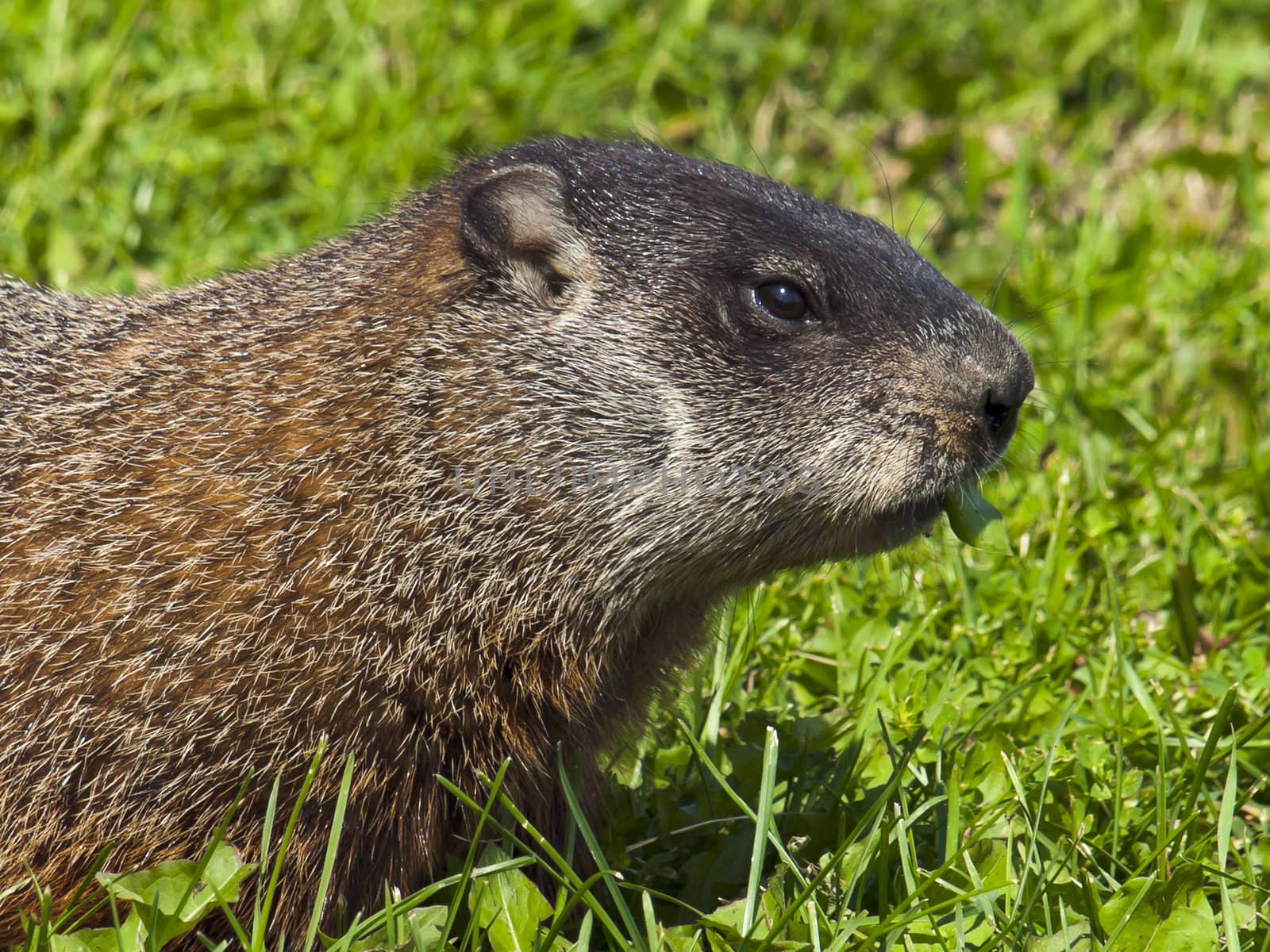 Wild animals. Marmot. Portrait.