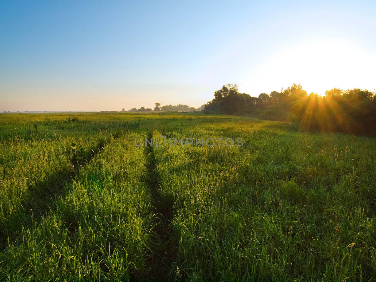 Summer morning with green meadow under clear blue sky