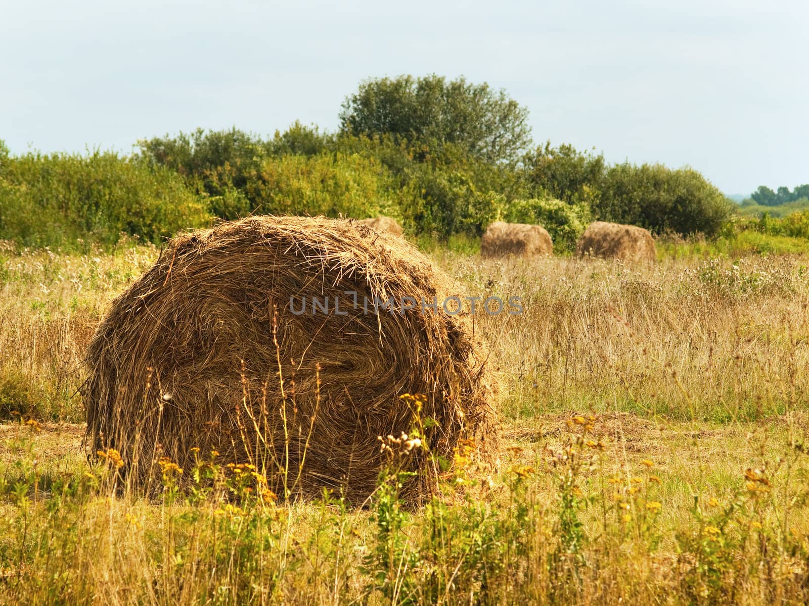 Harvested summer field with rolls of straw