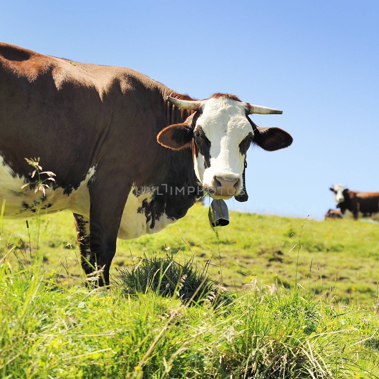 Cow on green grass and blue sky