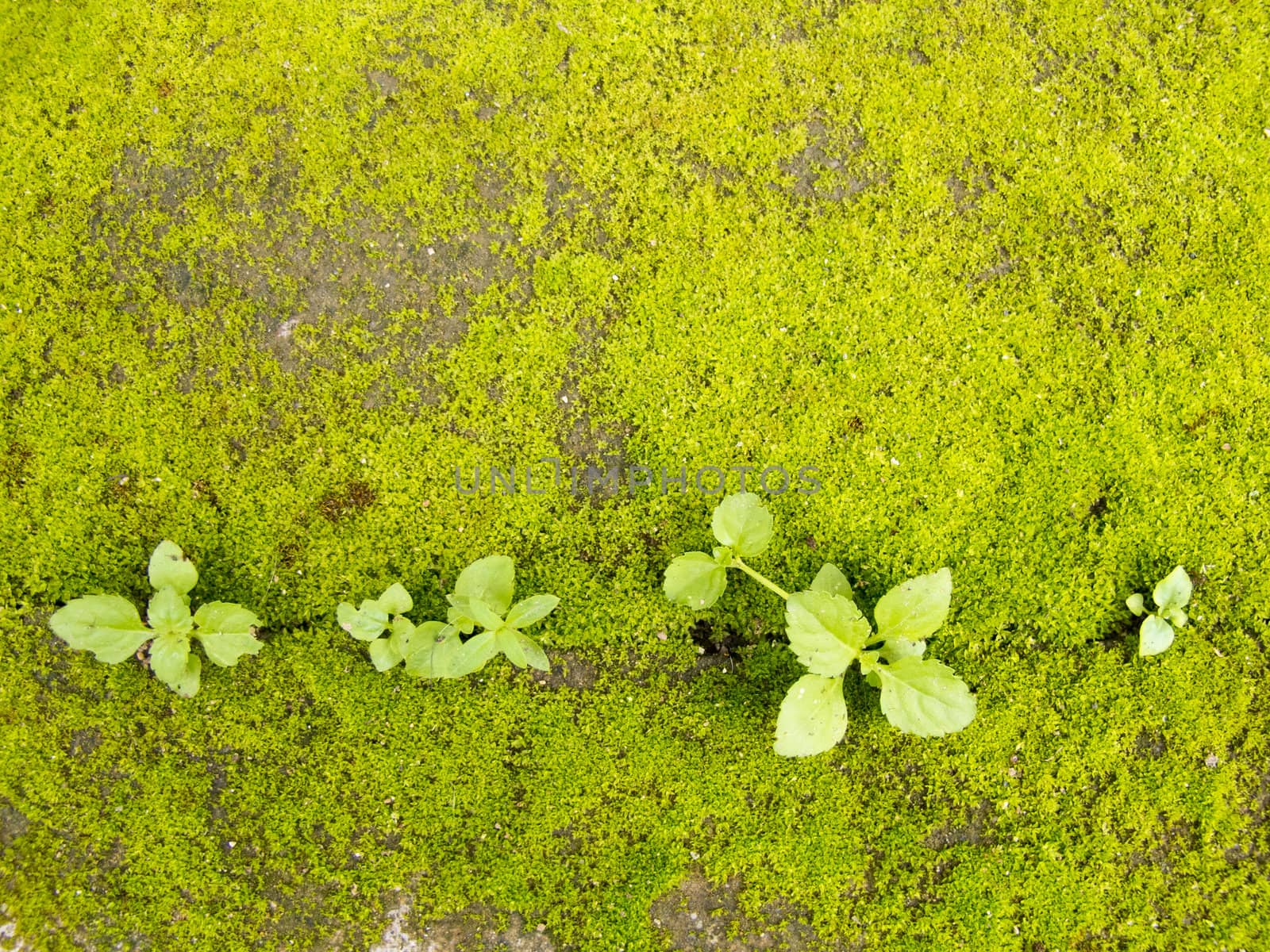 Green moss on ground with plant by iampuay