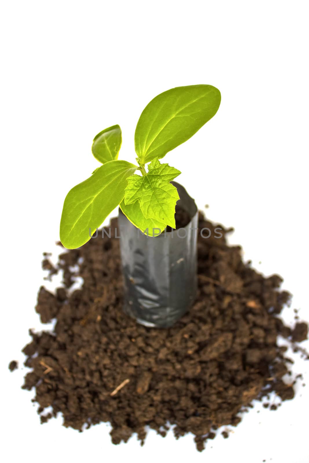 Young plant in Planting bag on  soil over white