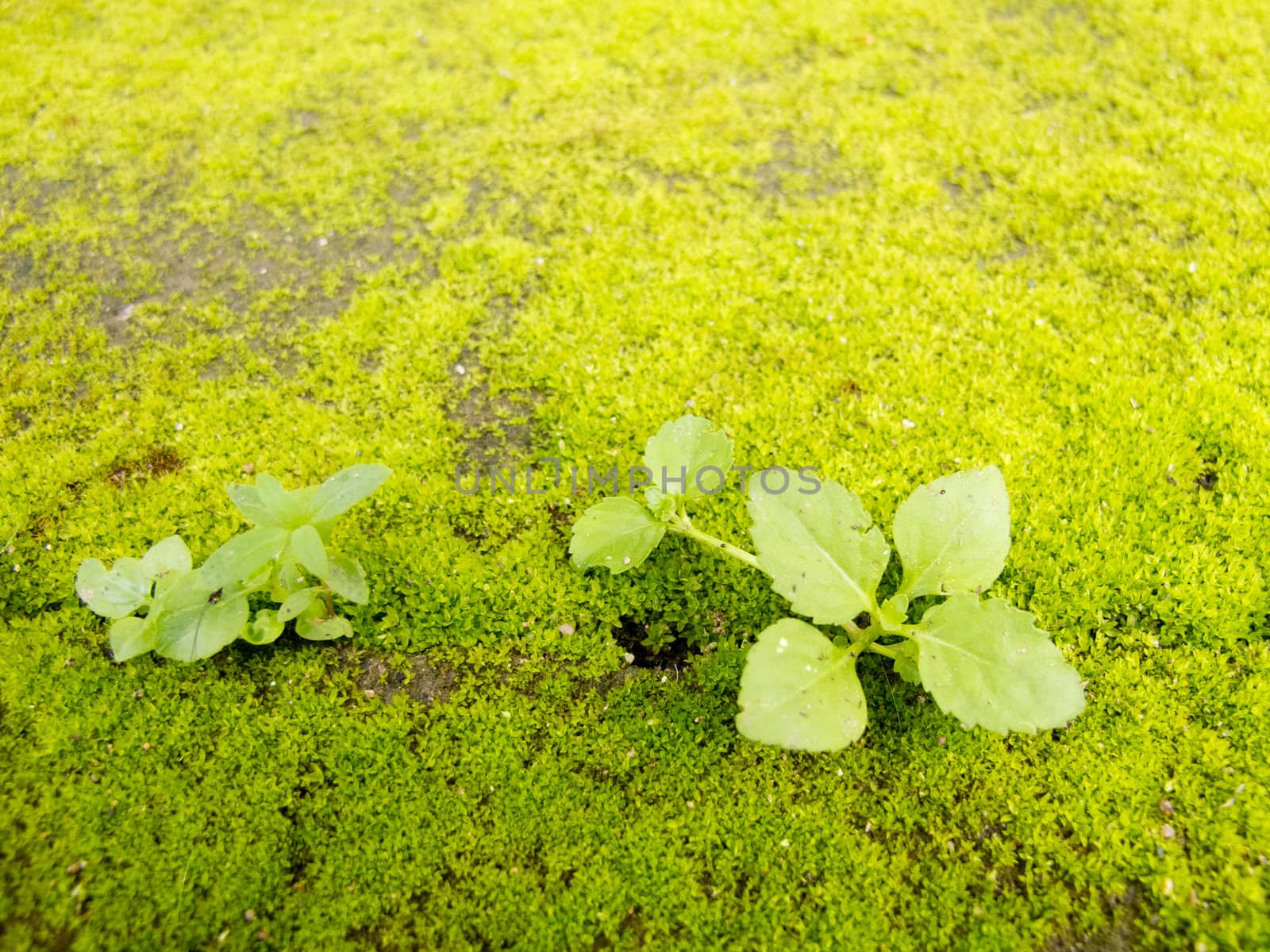 Pattern of green moss on concrete ground with small plant