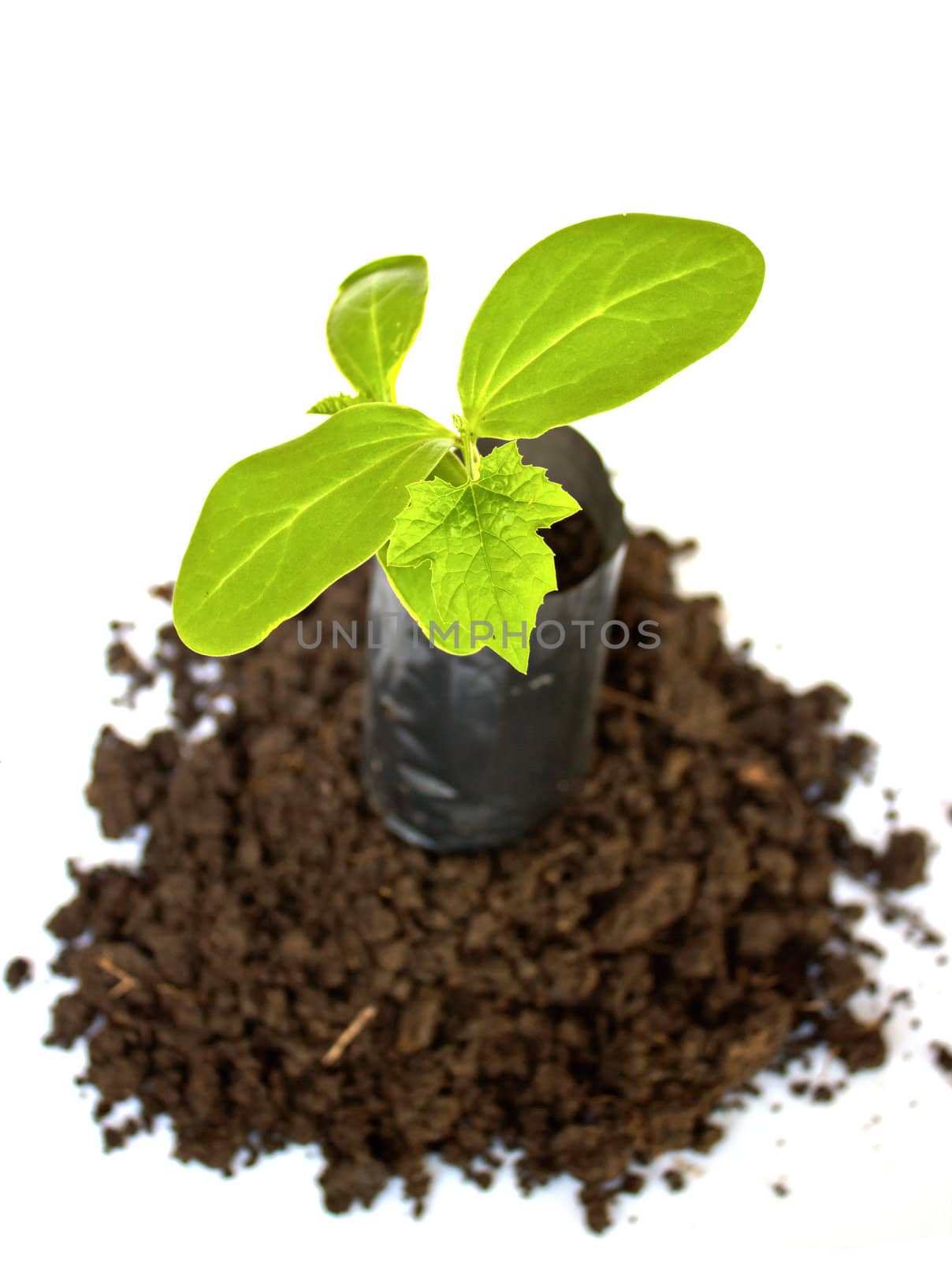 Young plant in Planting bag on  soil over white  by kurapy