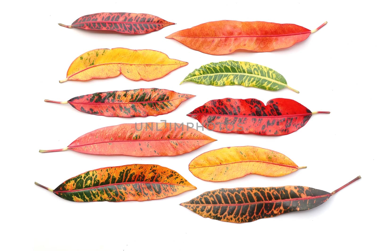 croton leaf
