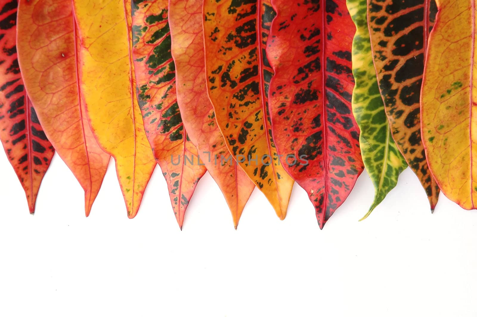 croton leaf