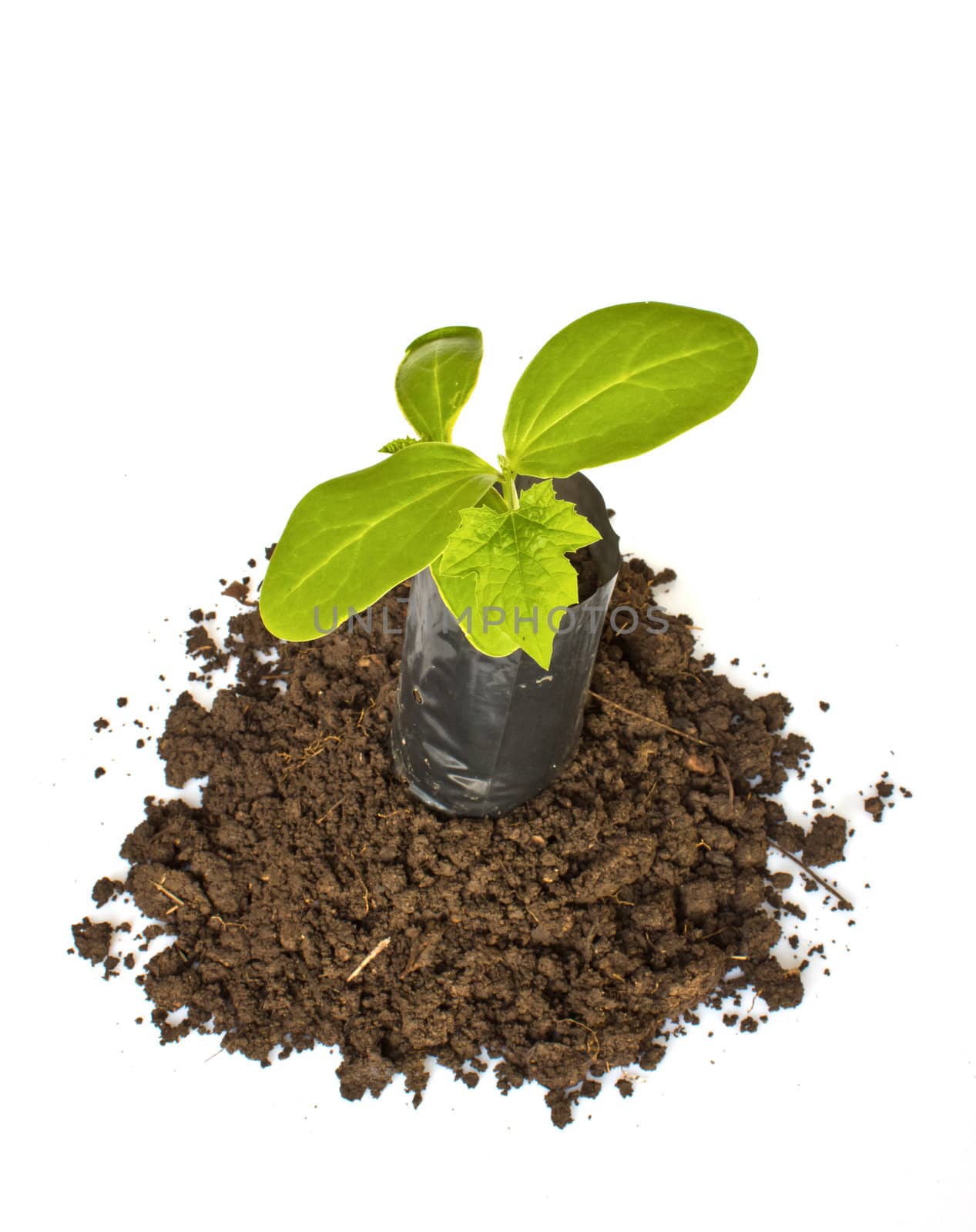 Young plant in Planting bag on  soil over white