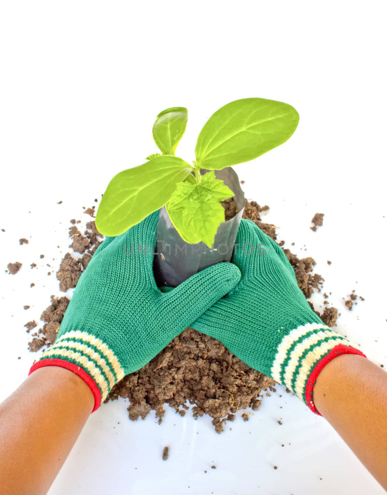 Planting young plant  in the soil on white