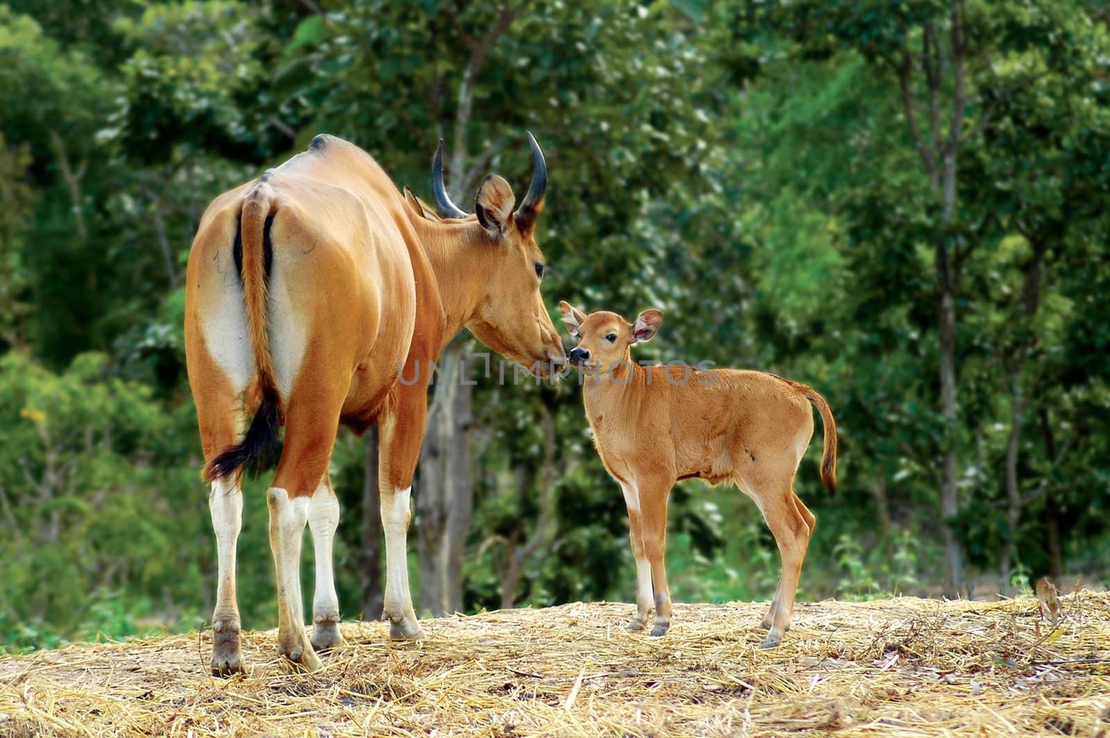 banteng