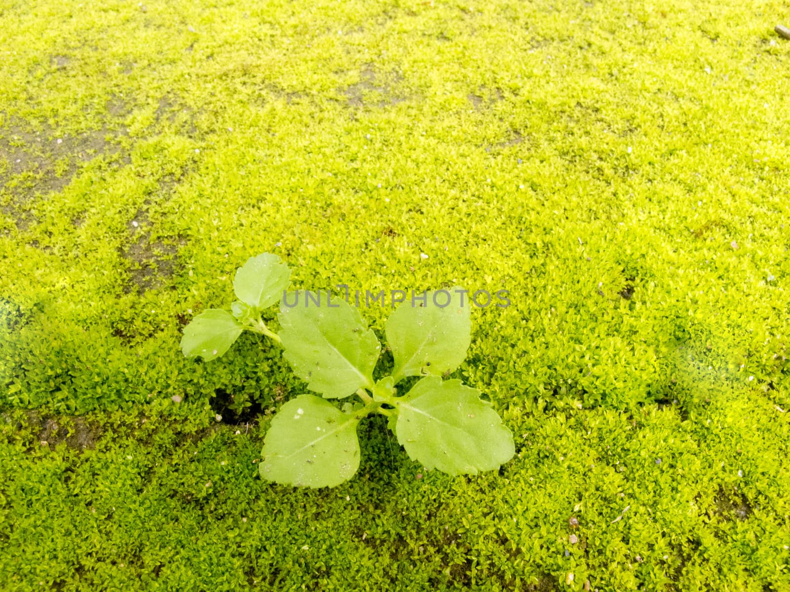 Green moss on ground with plant by iampuay