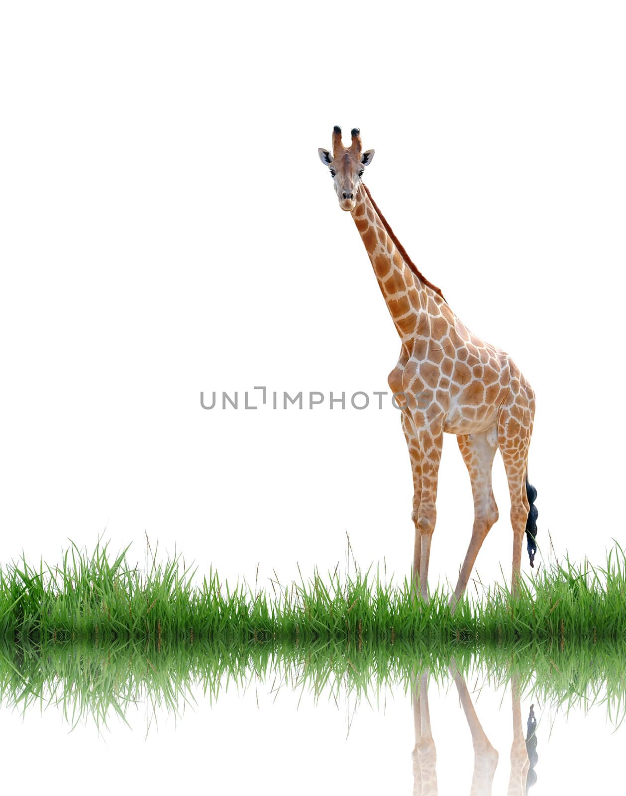 giraffe with green grass isolated