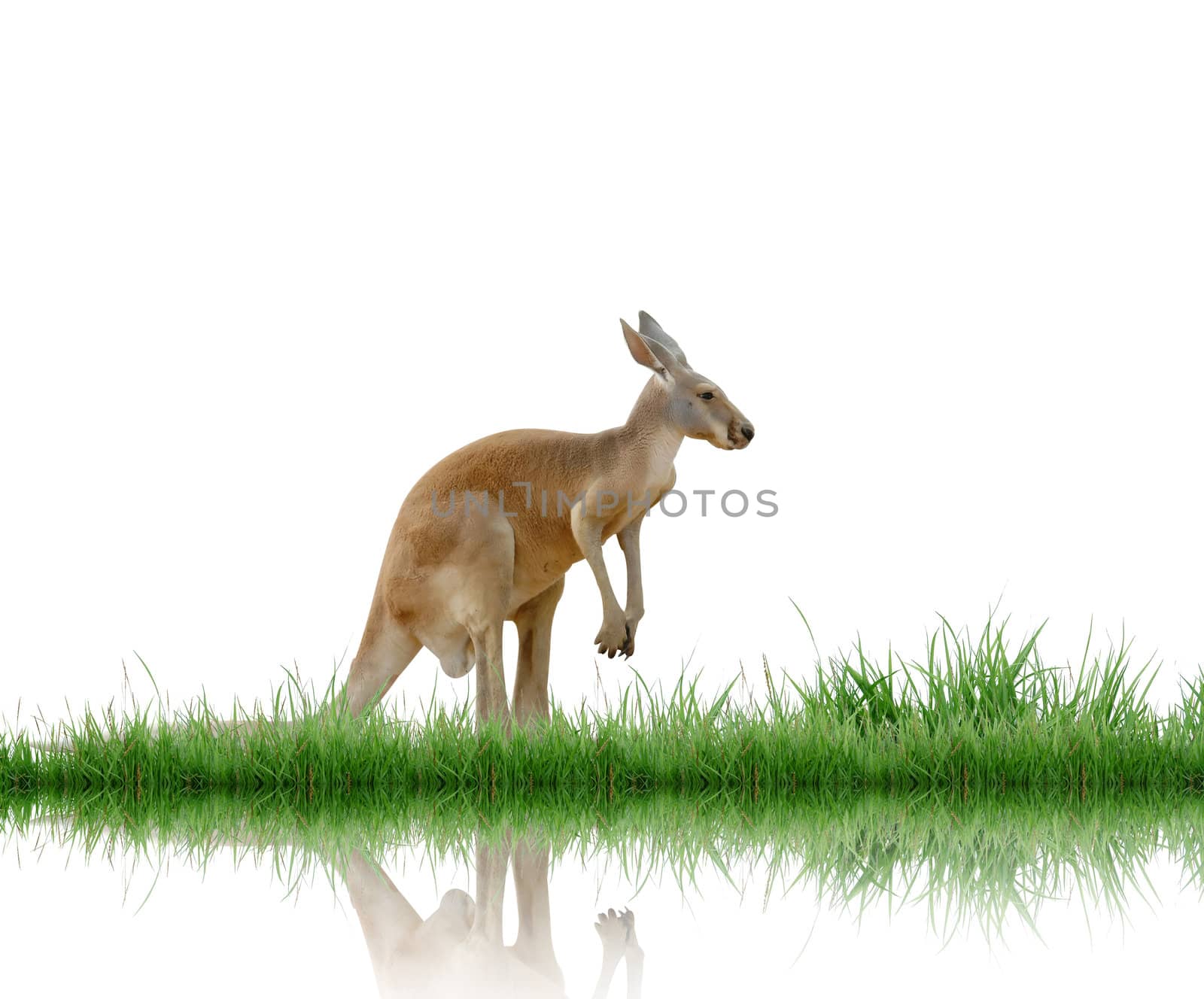 kangaroo with green grass isolated