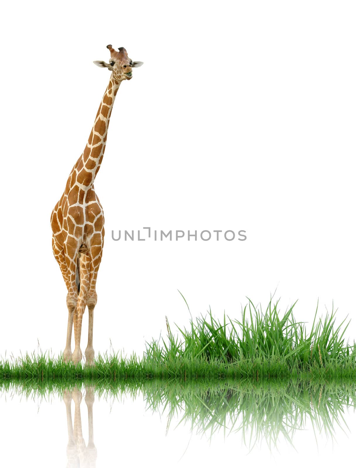 giraffe with green grass isolated