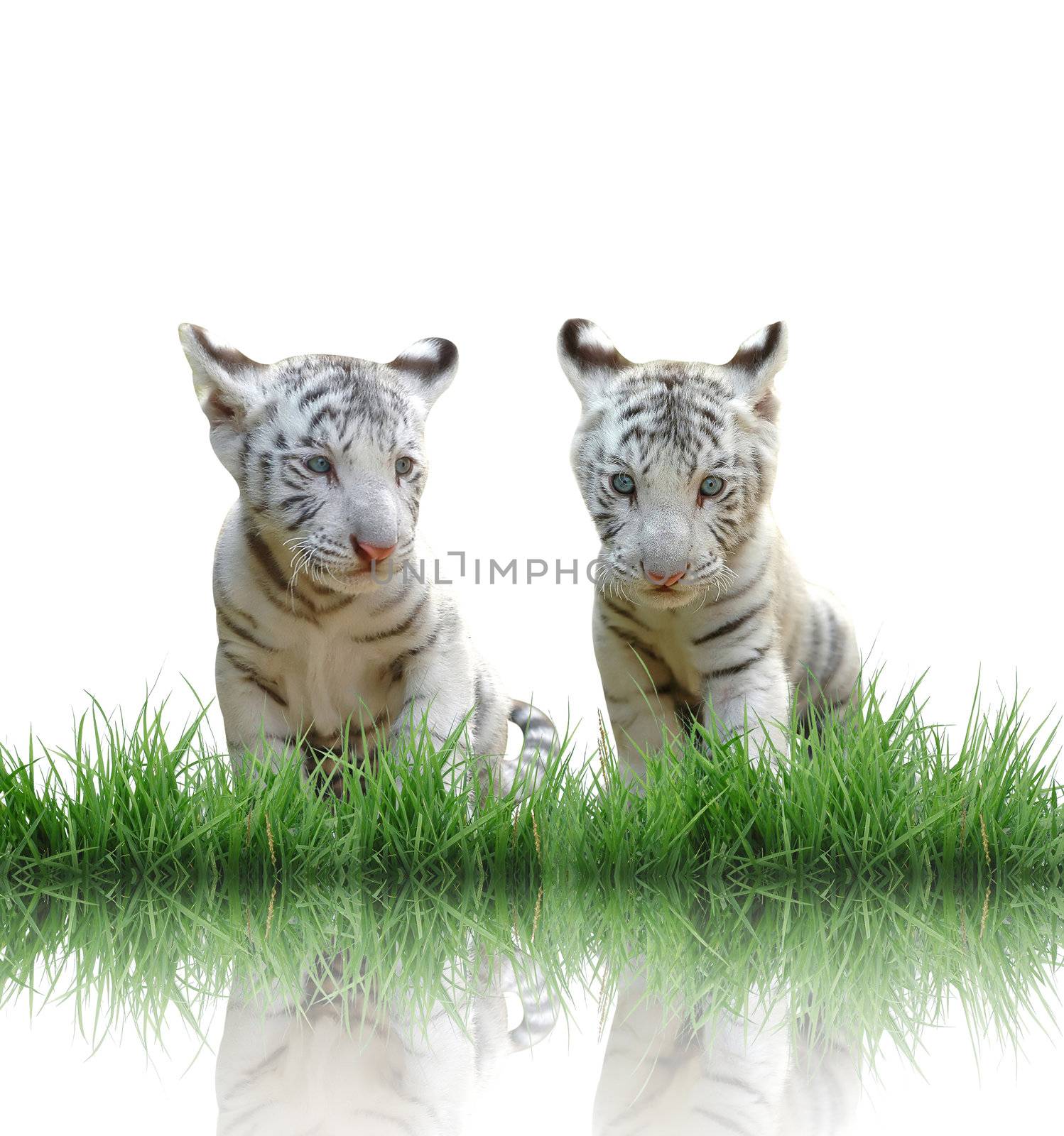 baby white tiger with green grass isolated