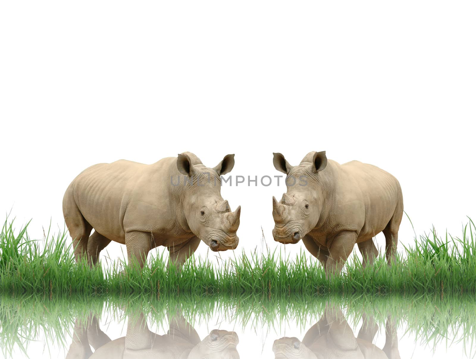 rhinoceros with green grass isolated