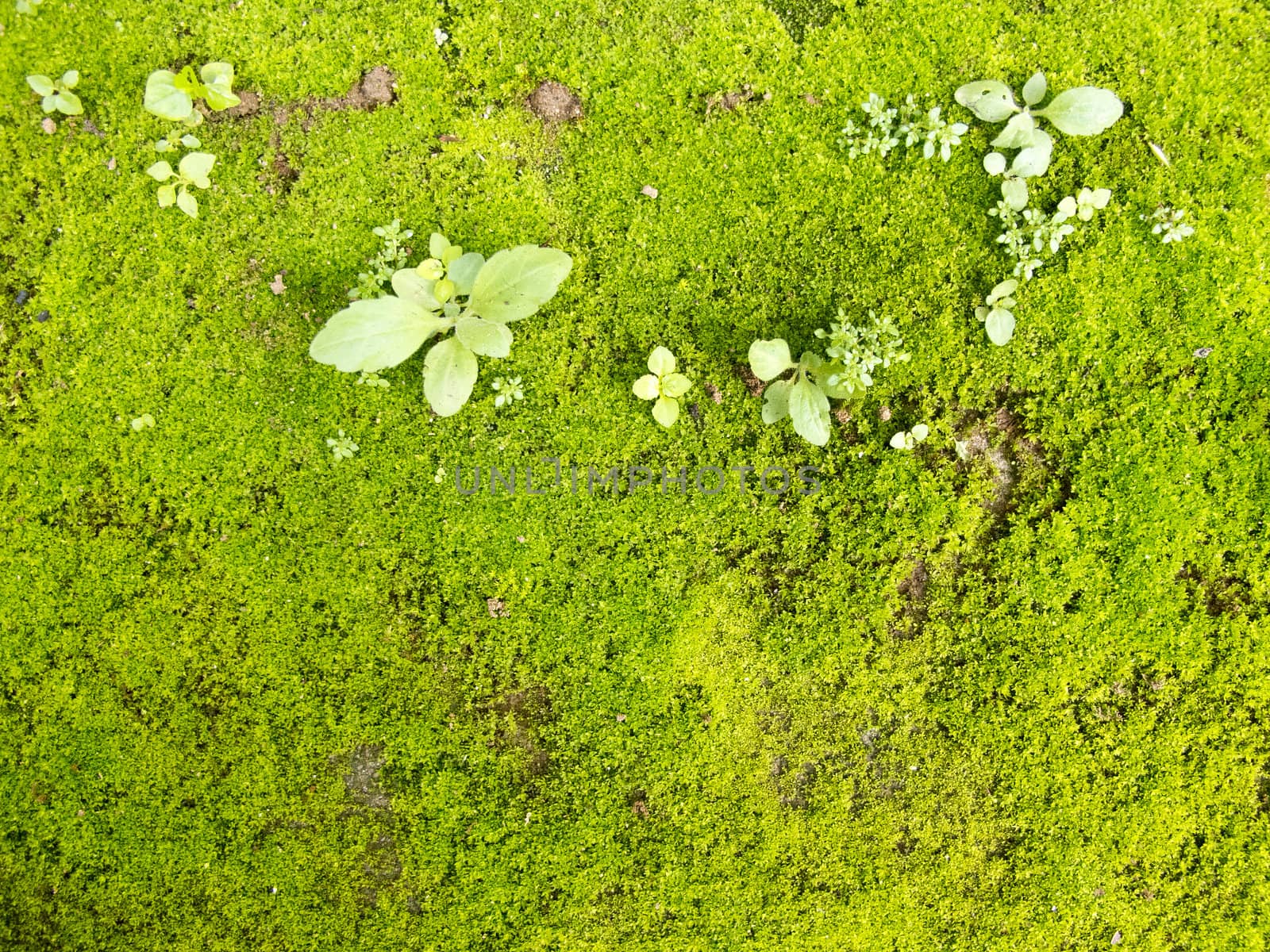 Green moss on ground with plant by iampuay