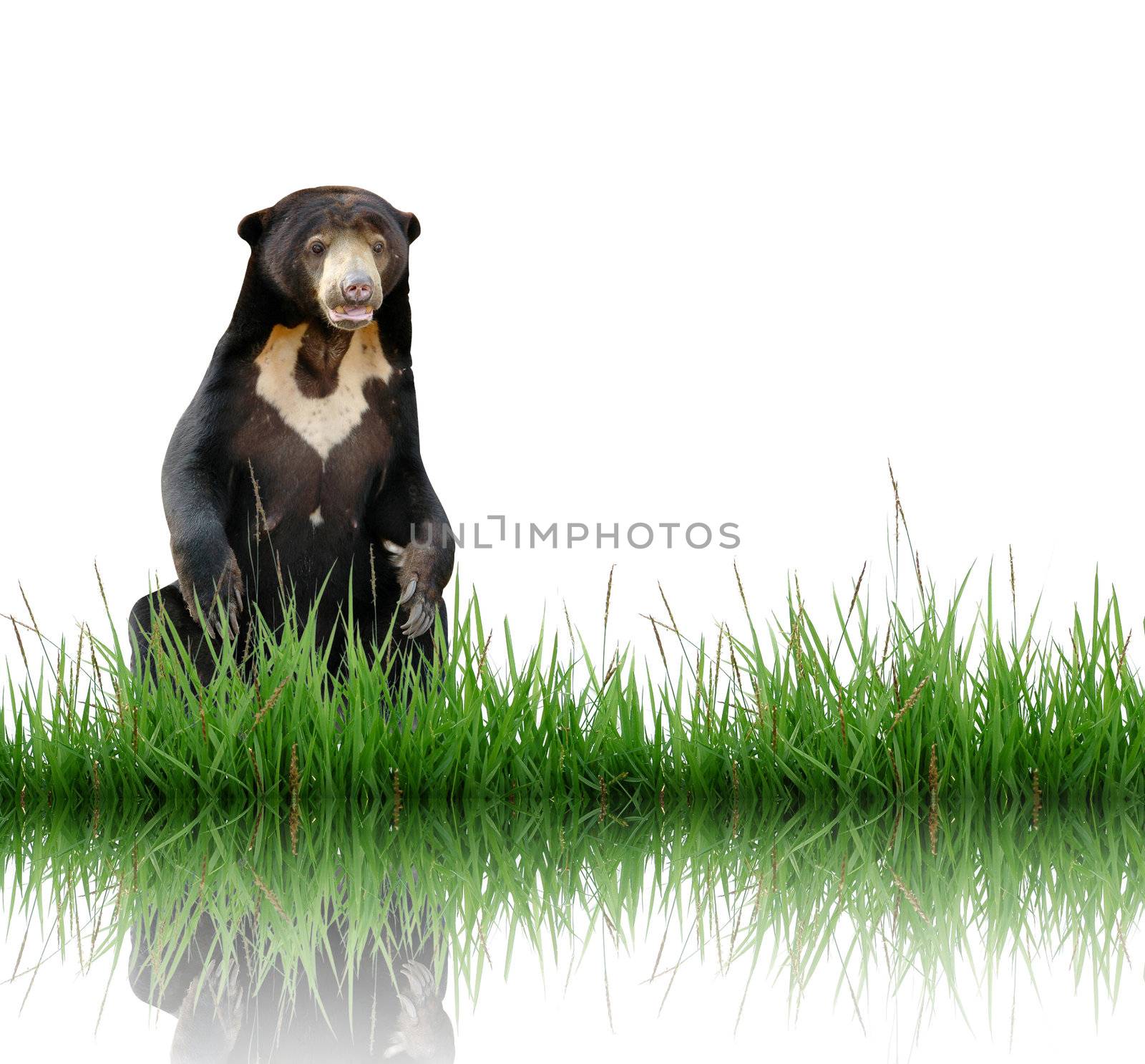sun bear with green grass isolated