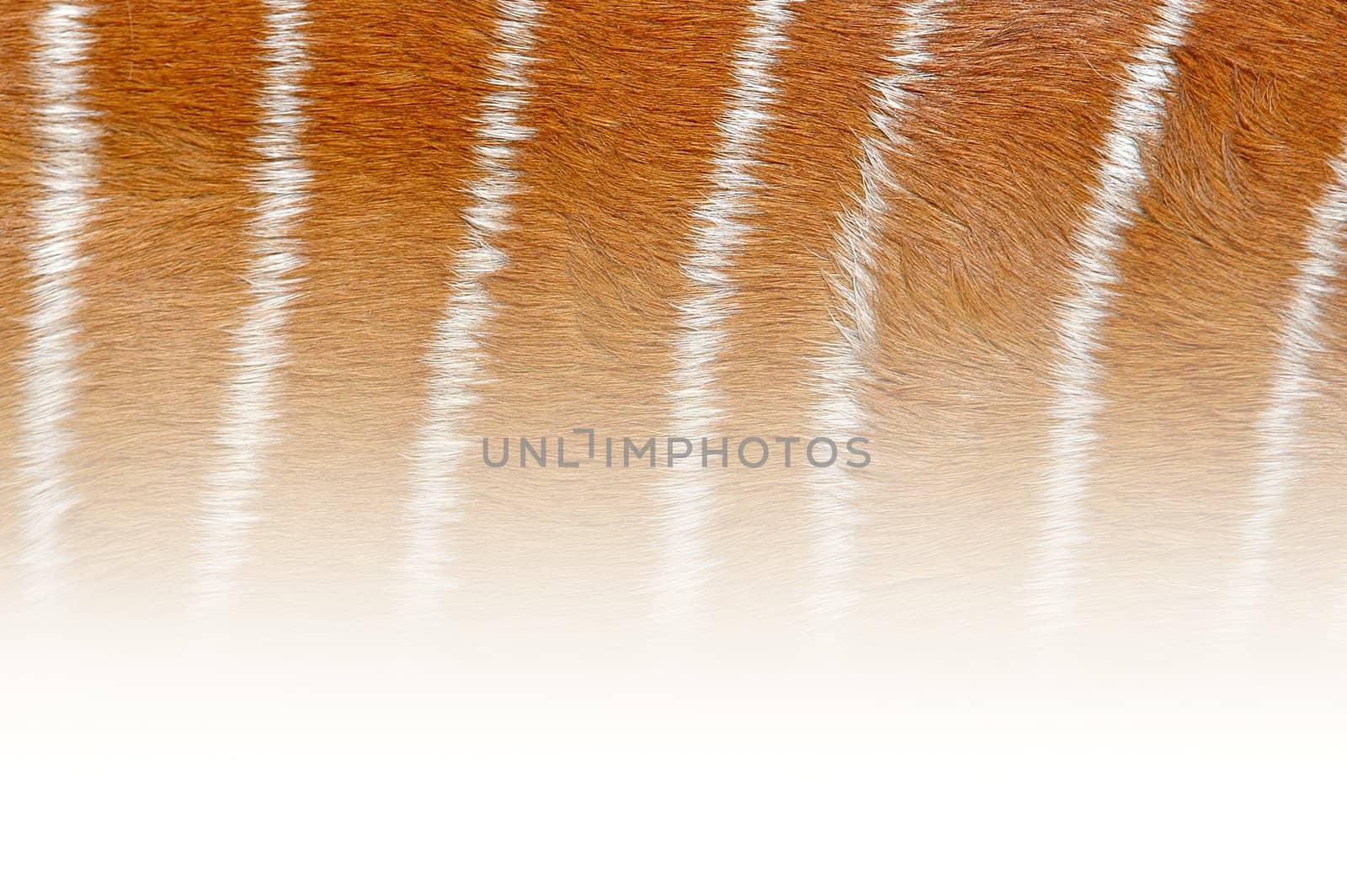 nyala skin