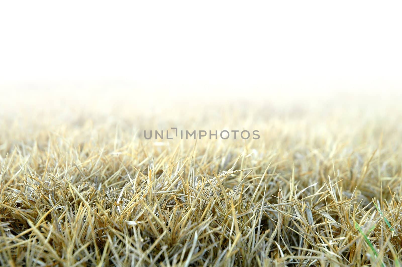 dried grass