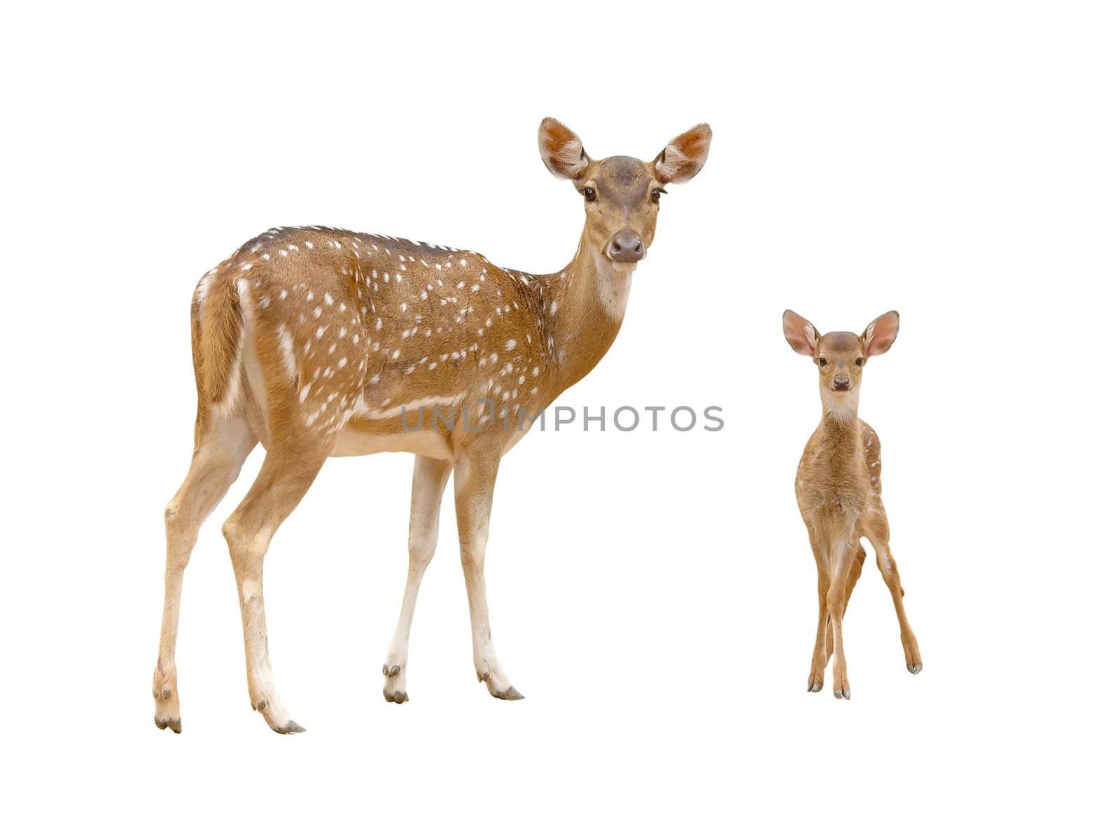 axis deer isolated