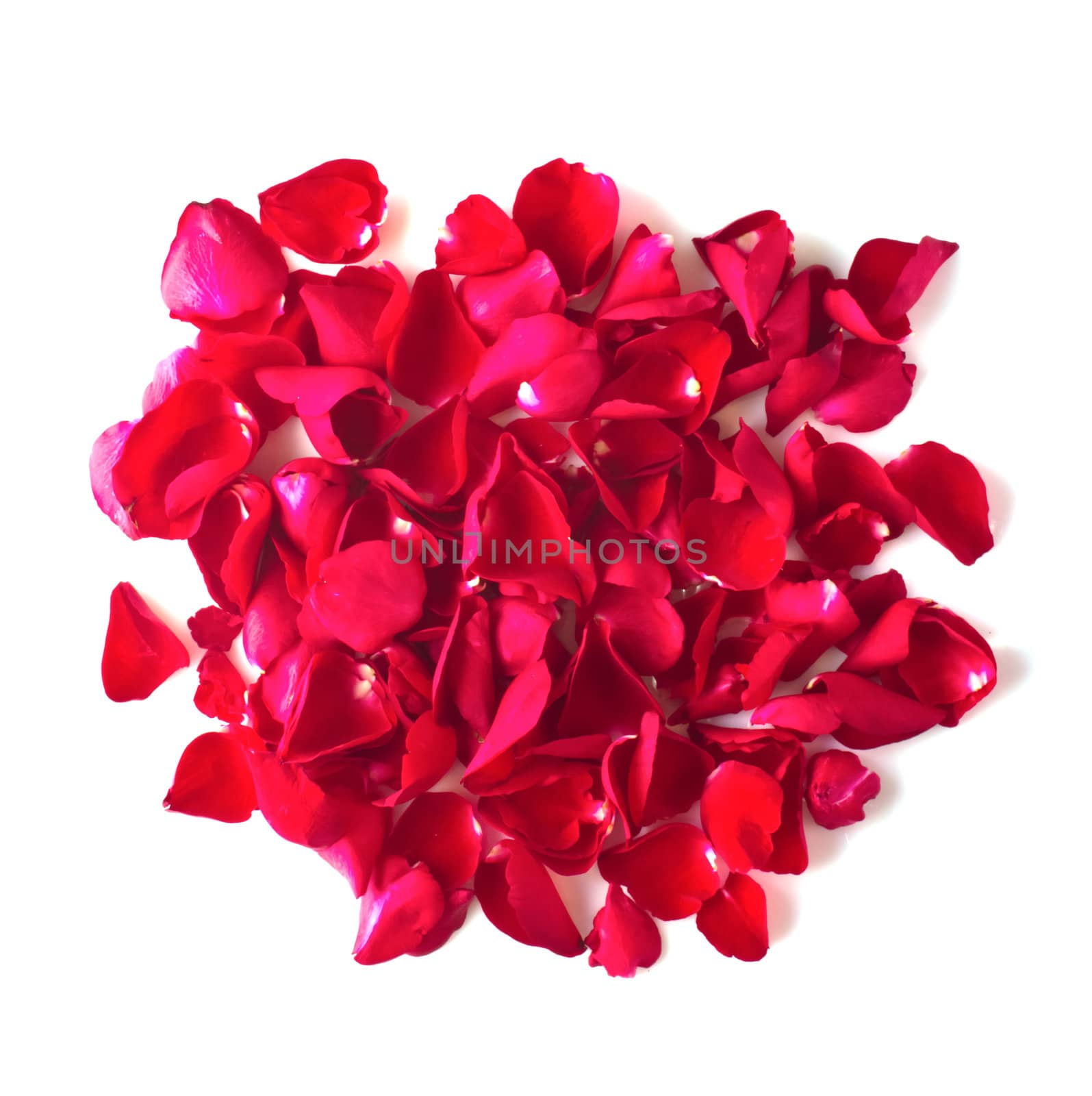 red rose petals on white background