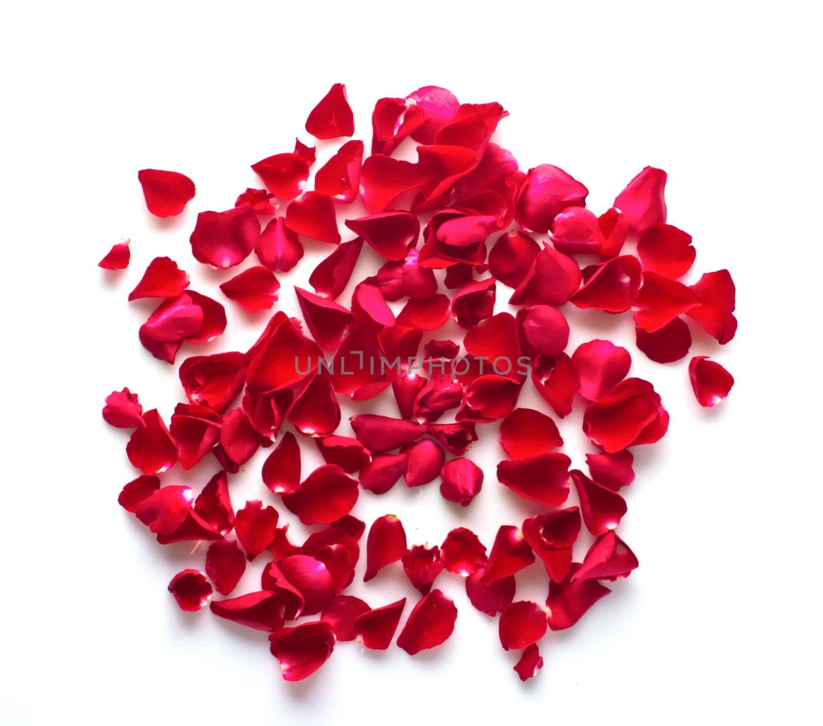 red rose petals on white background