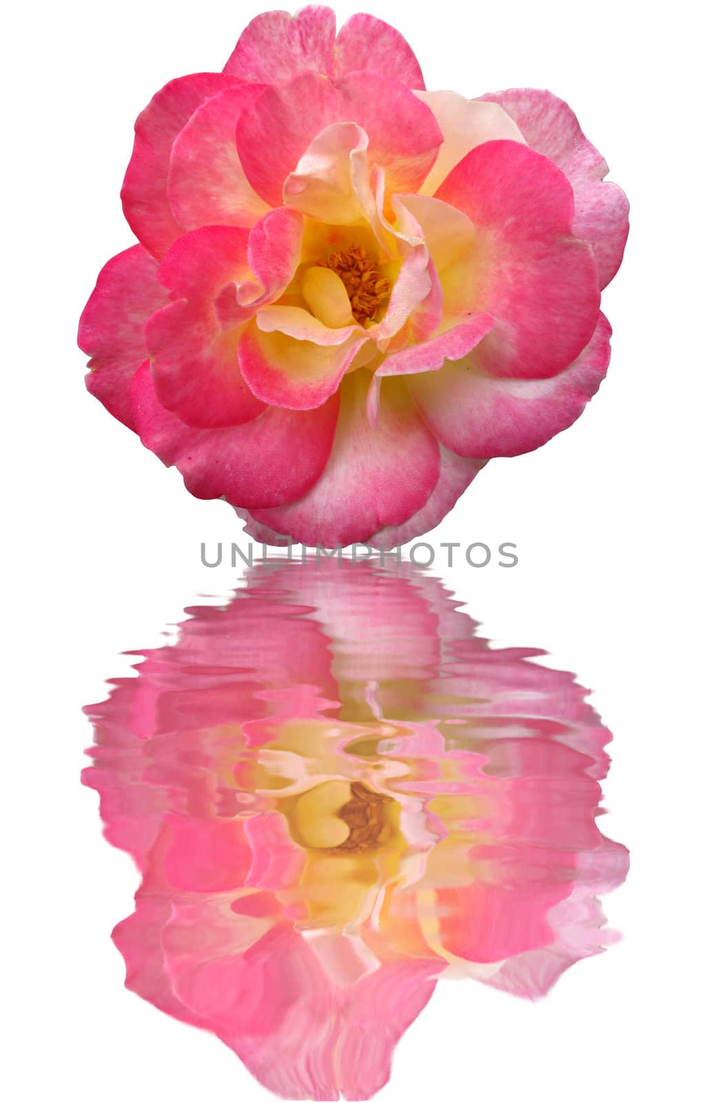 Close up big pink rose reflect in water by iampuay