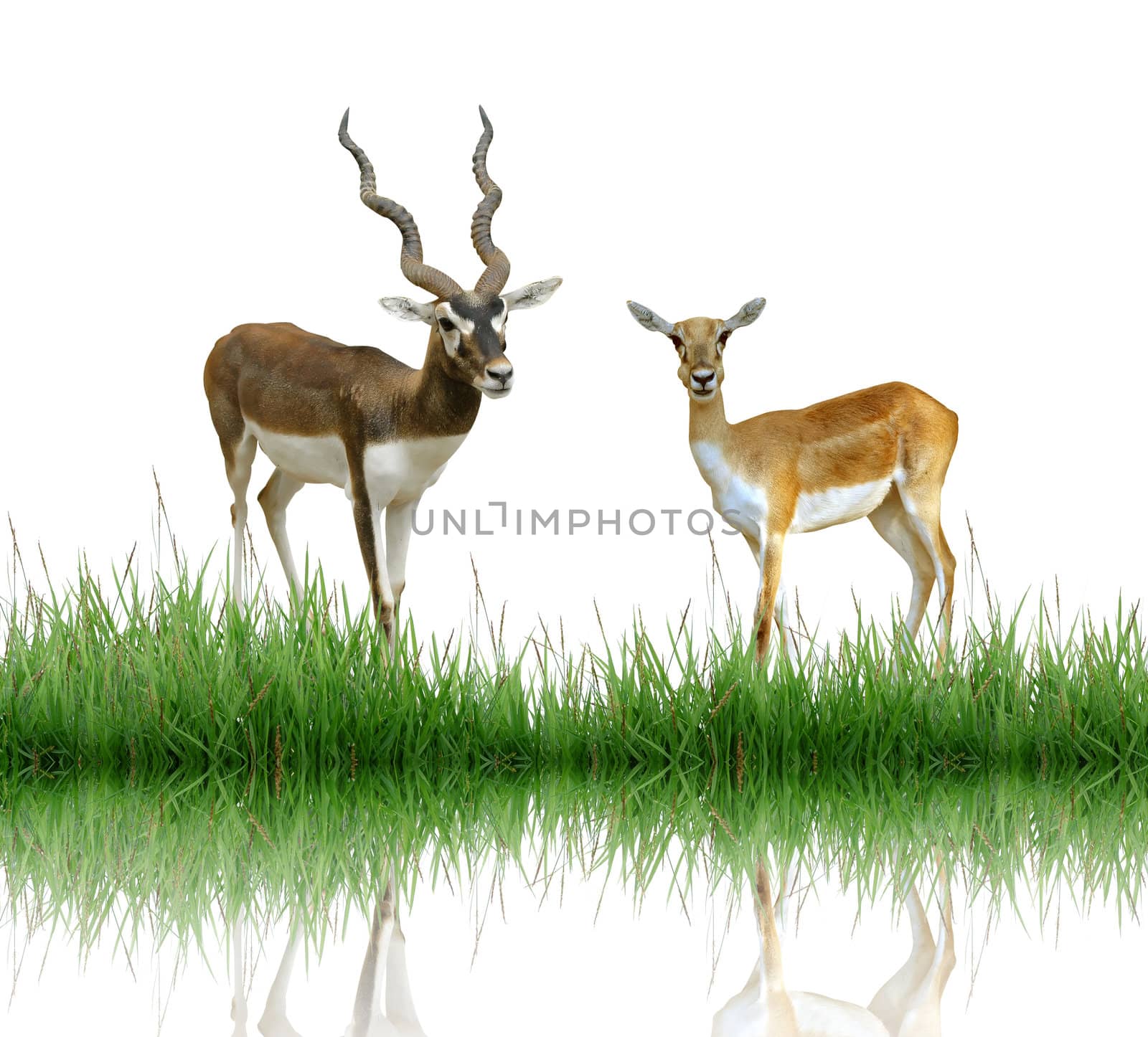 blackbuck with green grass isolated