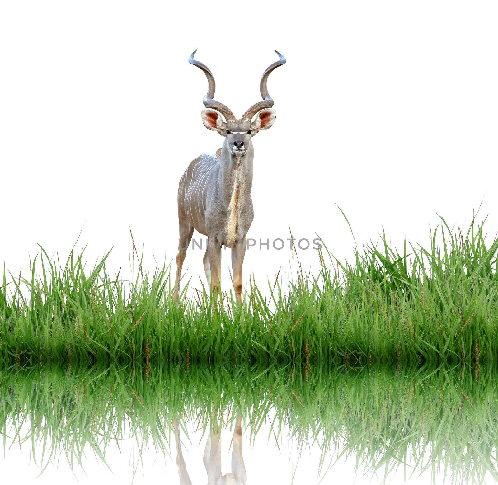 kudu with green grass isolated