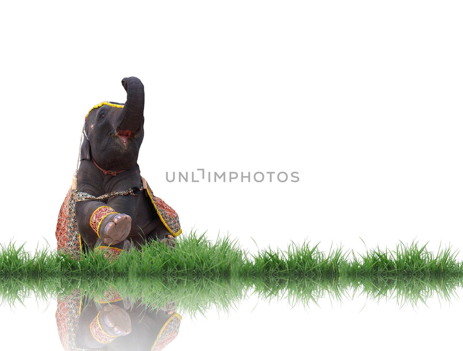 elephant with green grass isolated